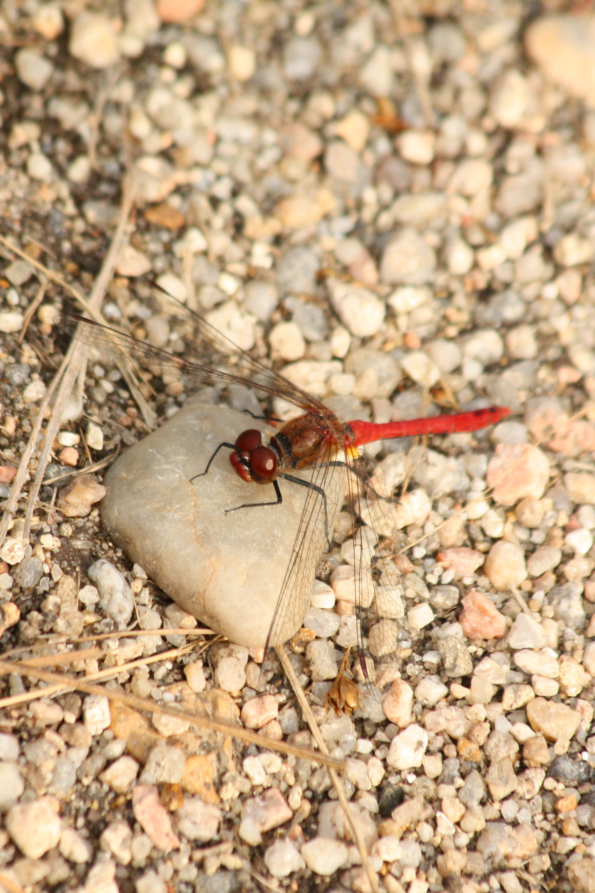 Fonds d'cran Animaux Insectes - Libellules 