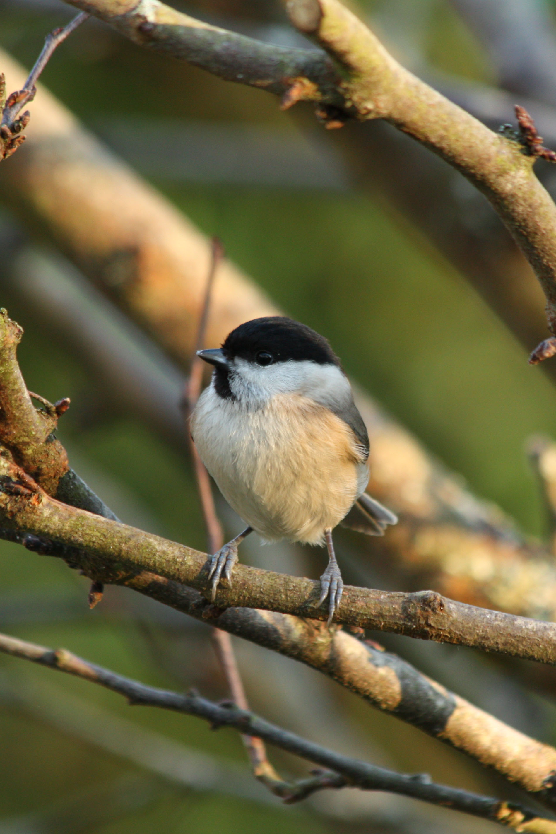 Wallpapers Animals Birds - Misc 