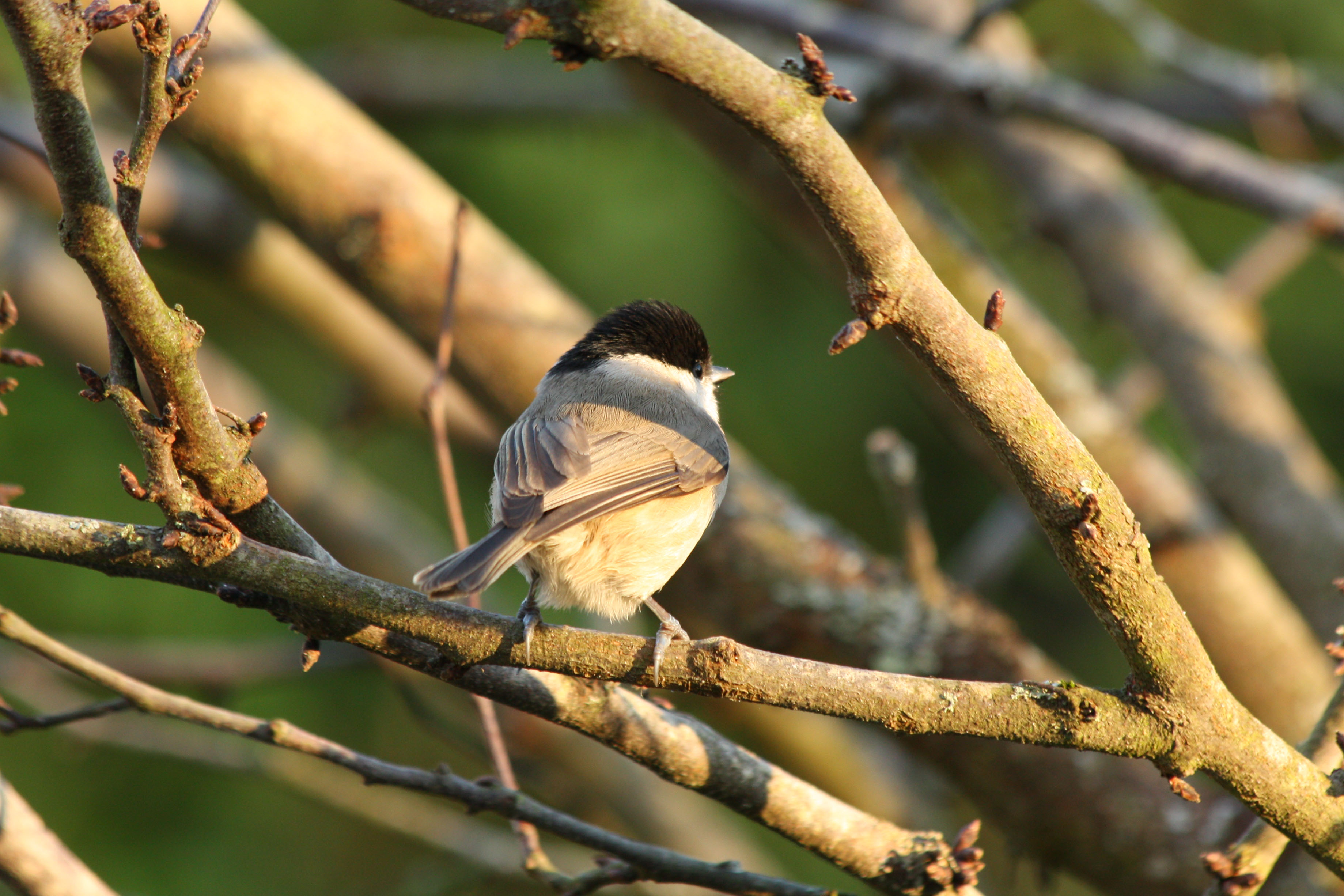 Wallpapers Animals Birds - Misc 