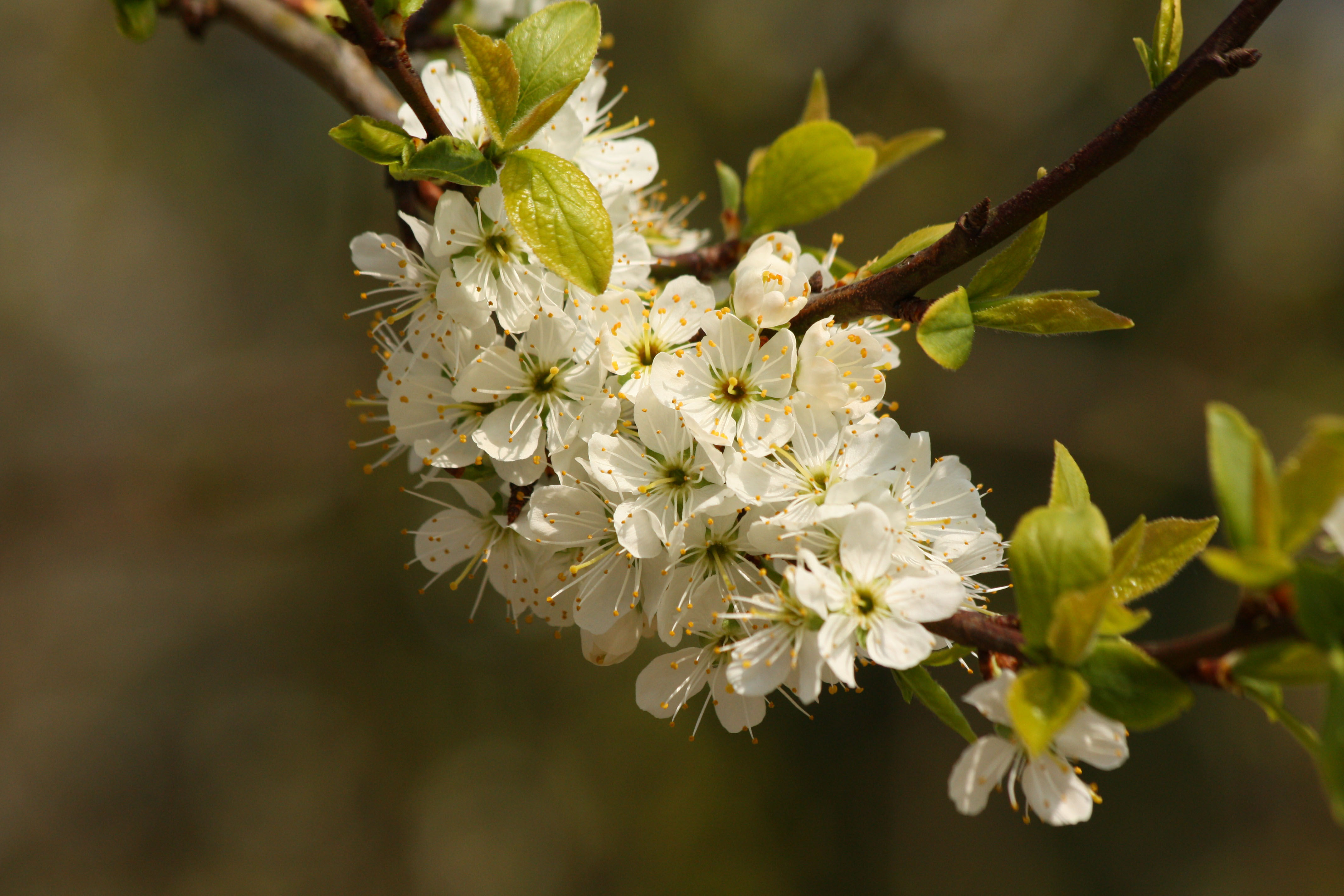 Fonds d'cran Nature Fleurs 