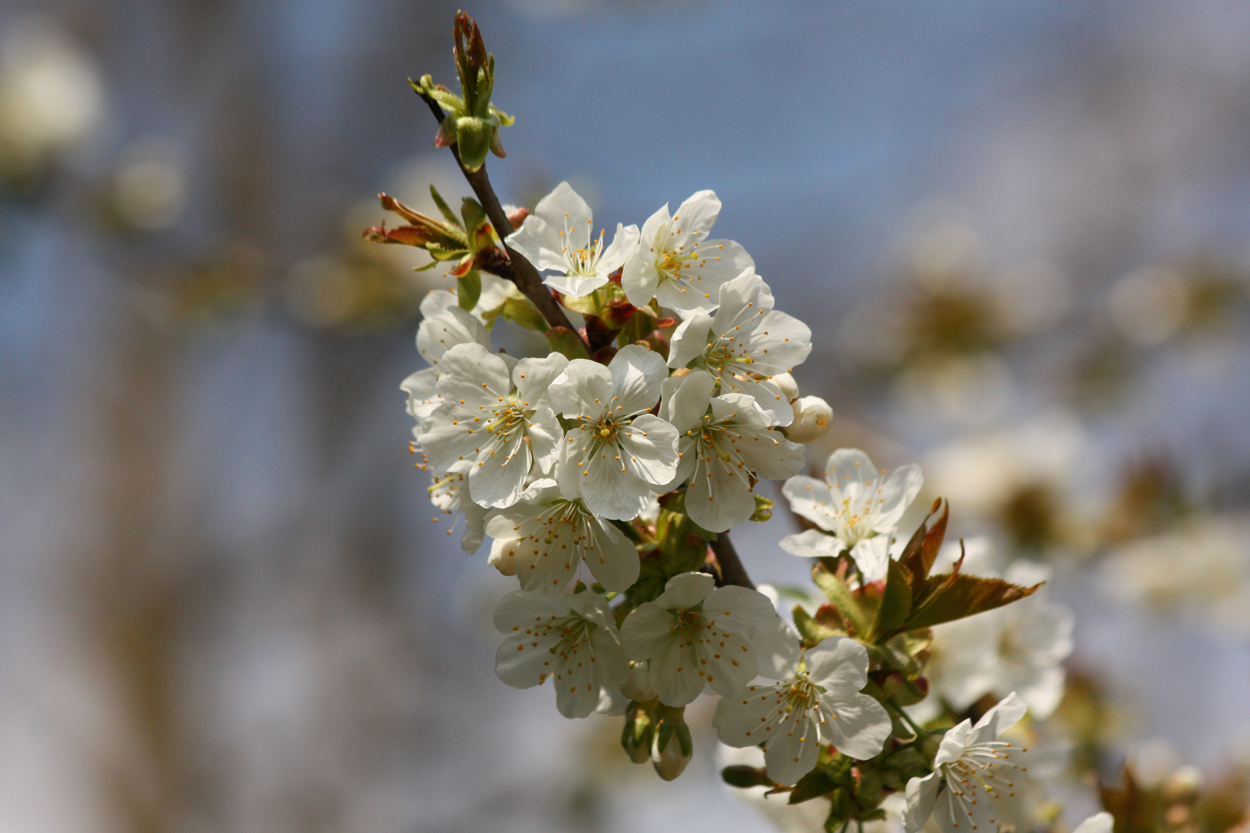 Fonds d'cran Nature Fleurs 