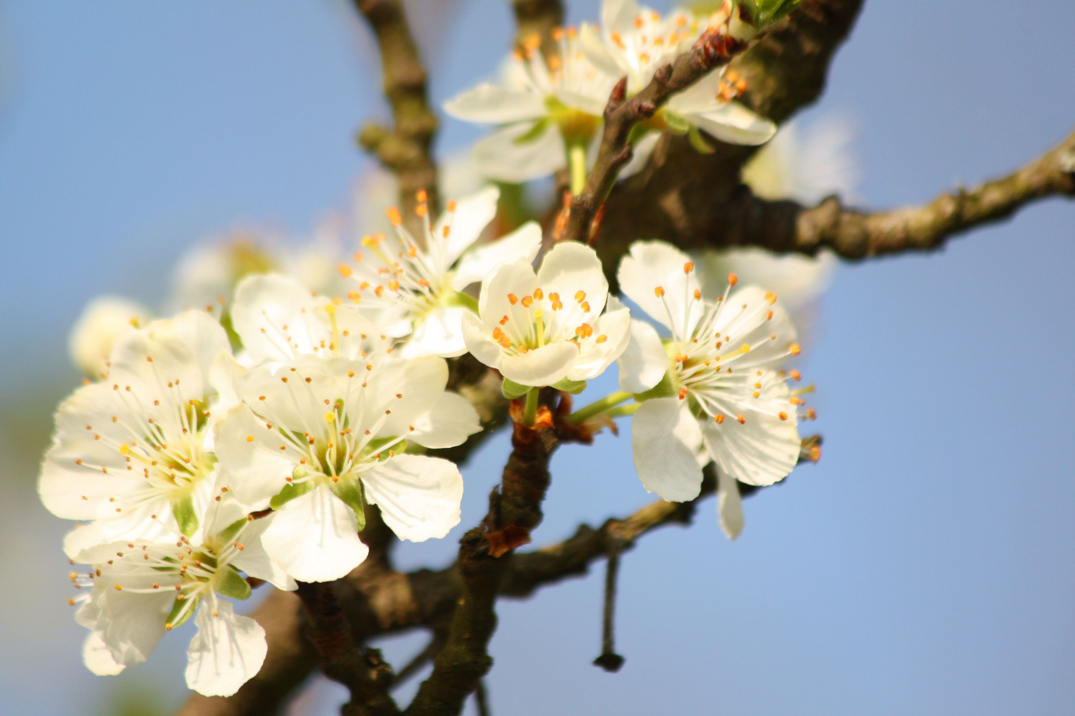 Wallpapers Nature Flowers 