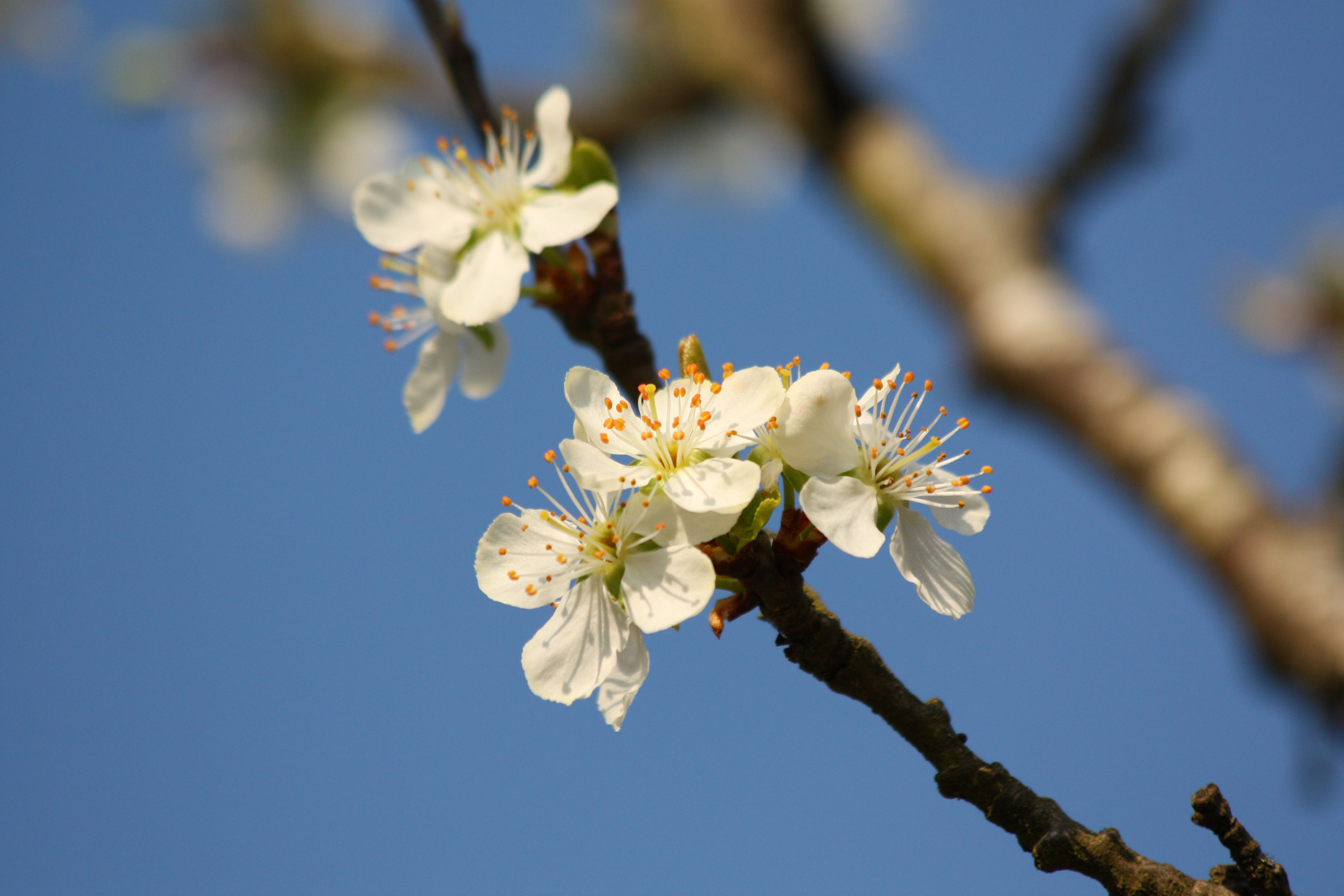 Wallpapers Nature Flowers 