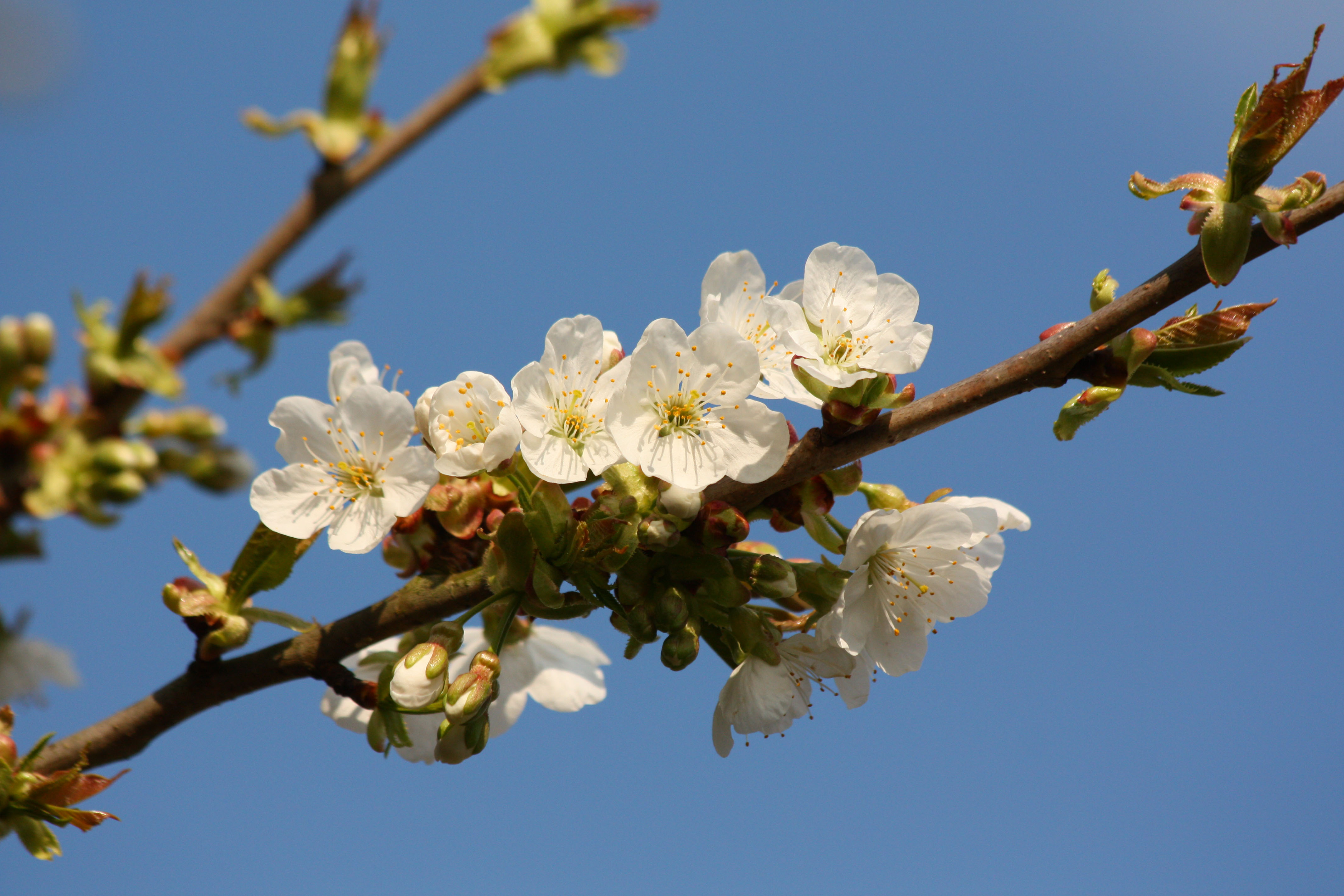 Fonds d'cran Nature Fleurs 