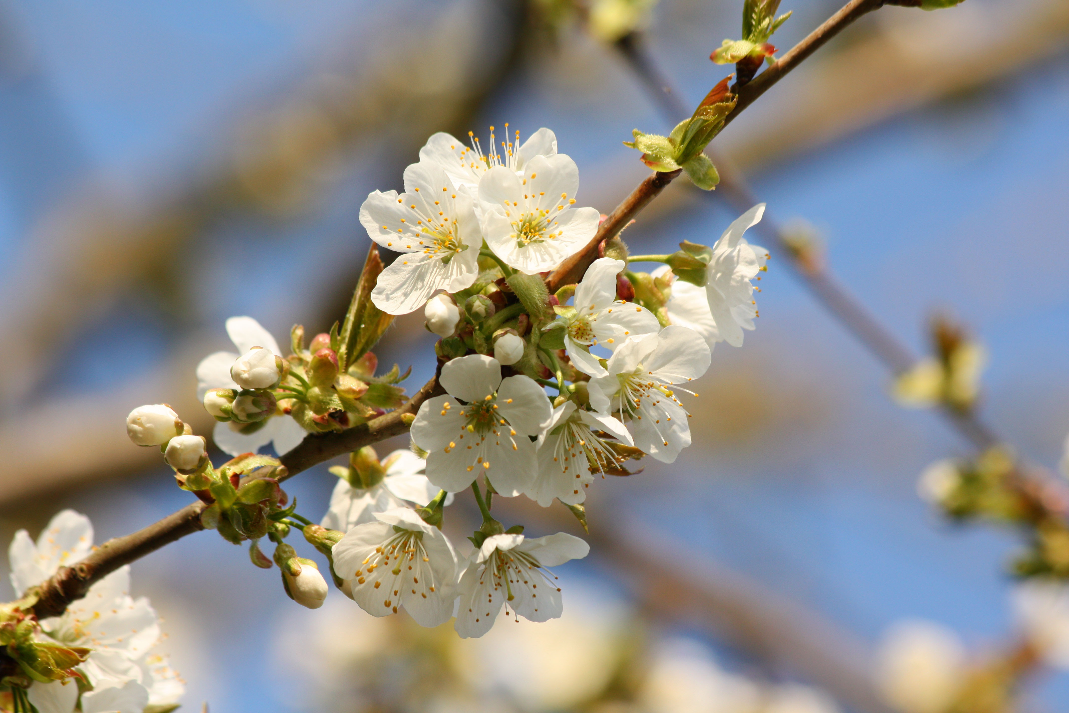 Wallpapers Nature Flowers 