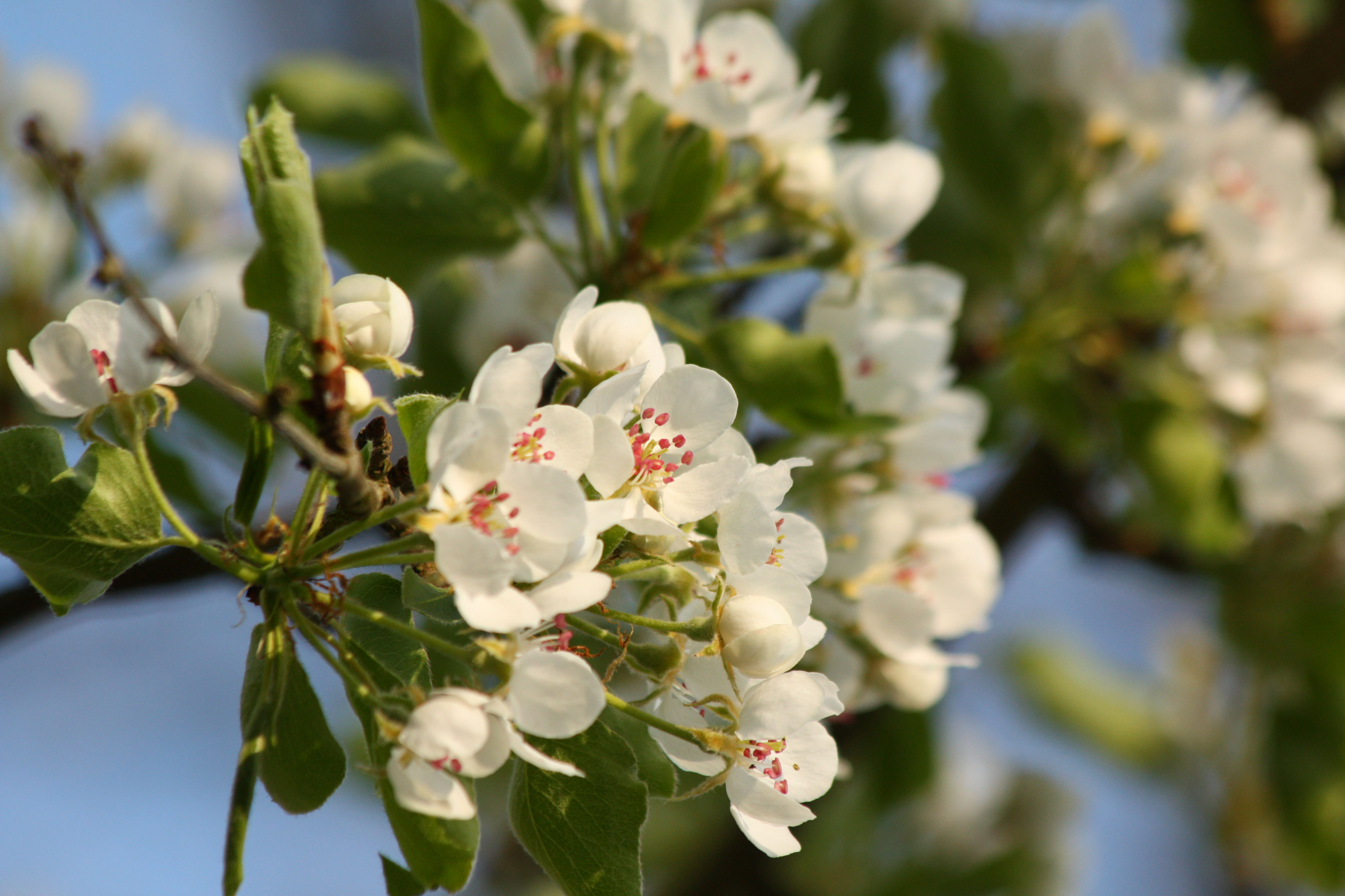 Wallpapers Nature Flowers 