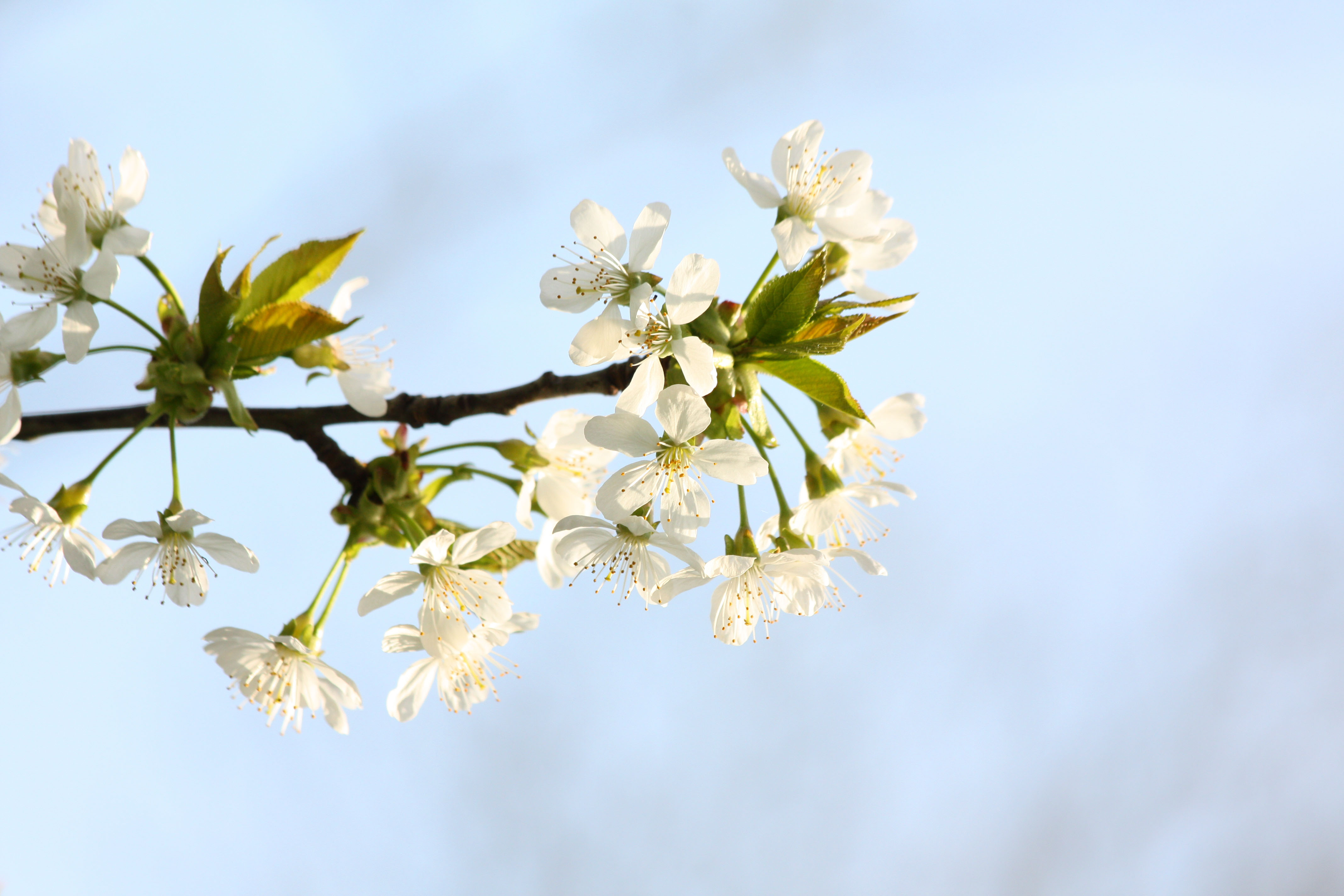 Wallpapers Nature Flowers 