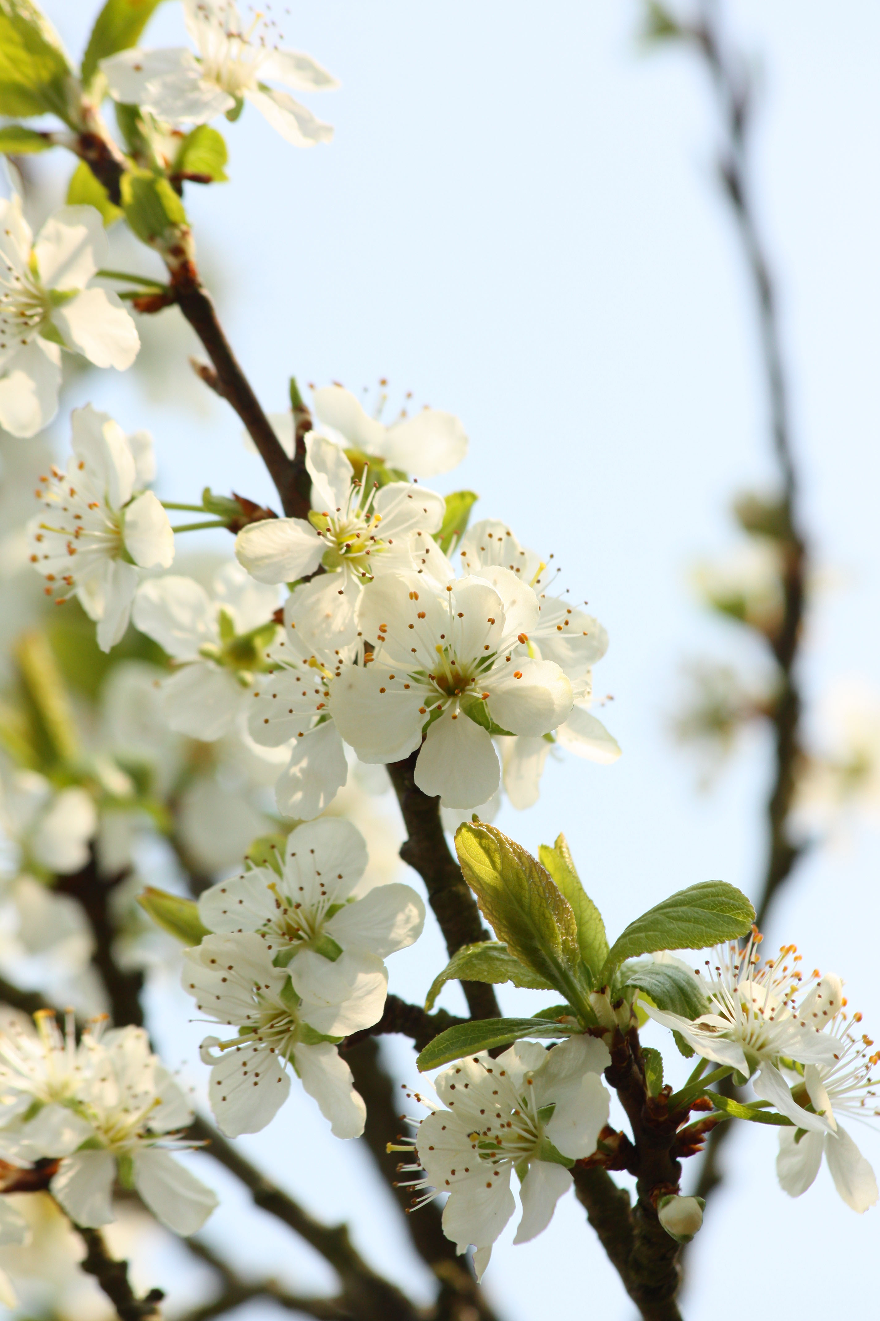 Wallpapers Nature Flowers 