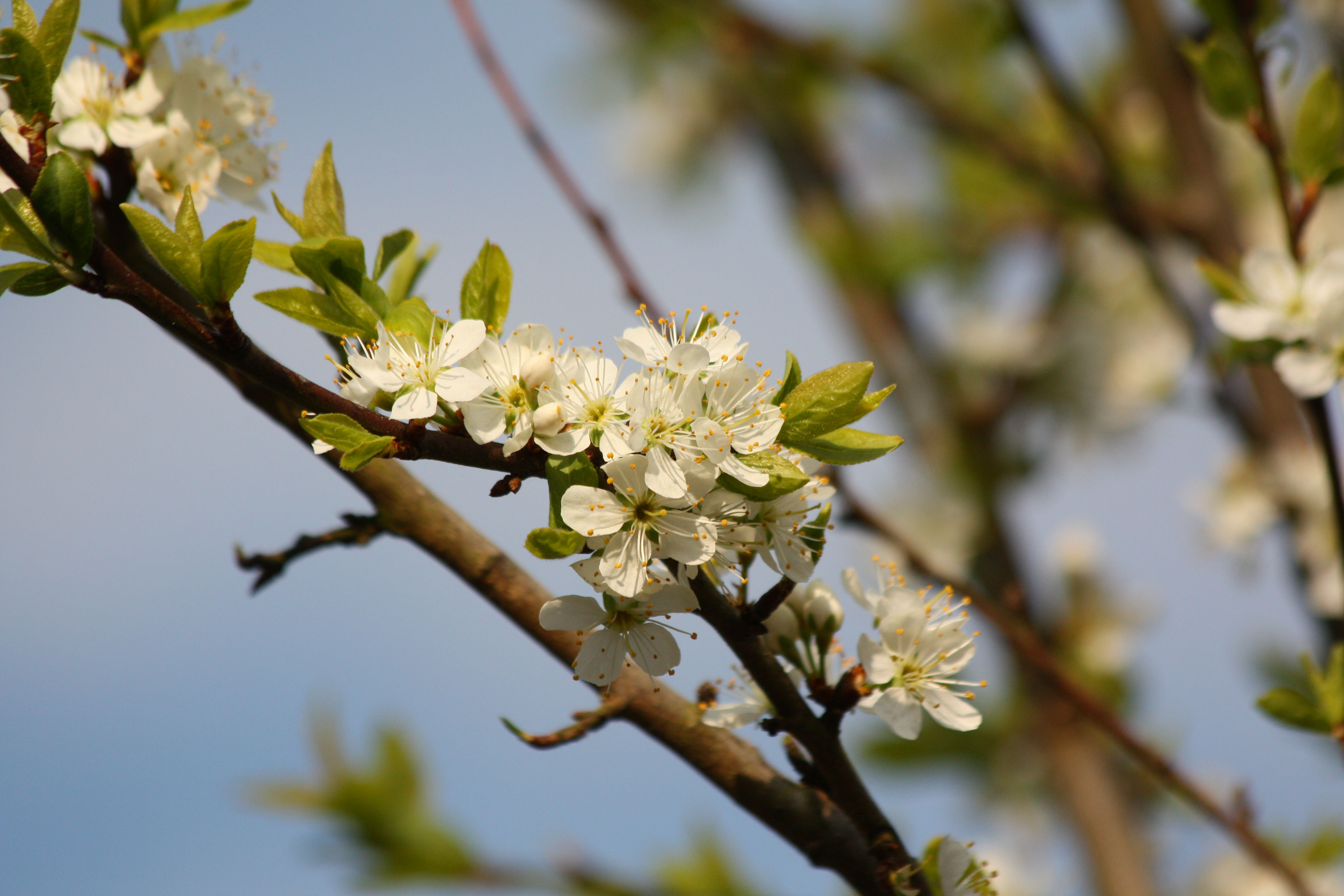 Wallpapers Nature Flowers 