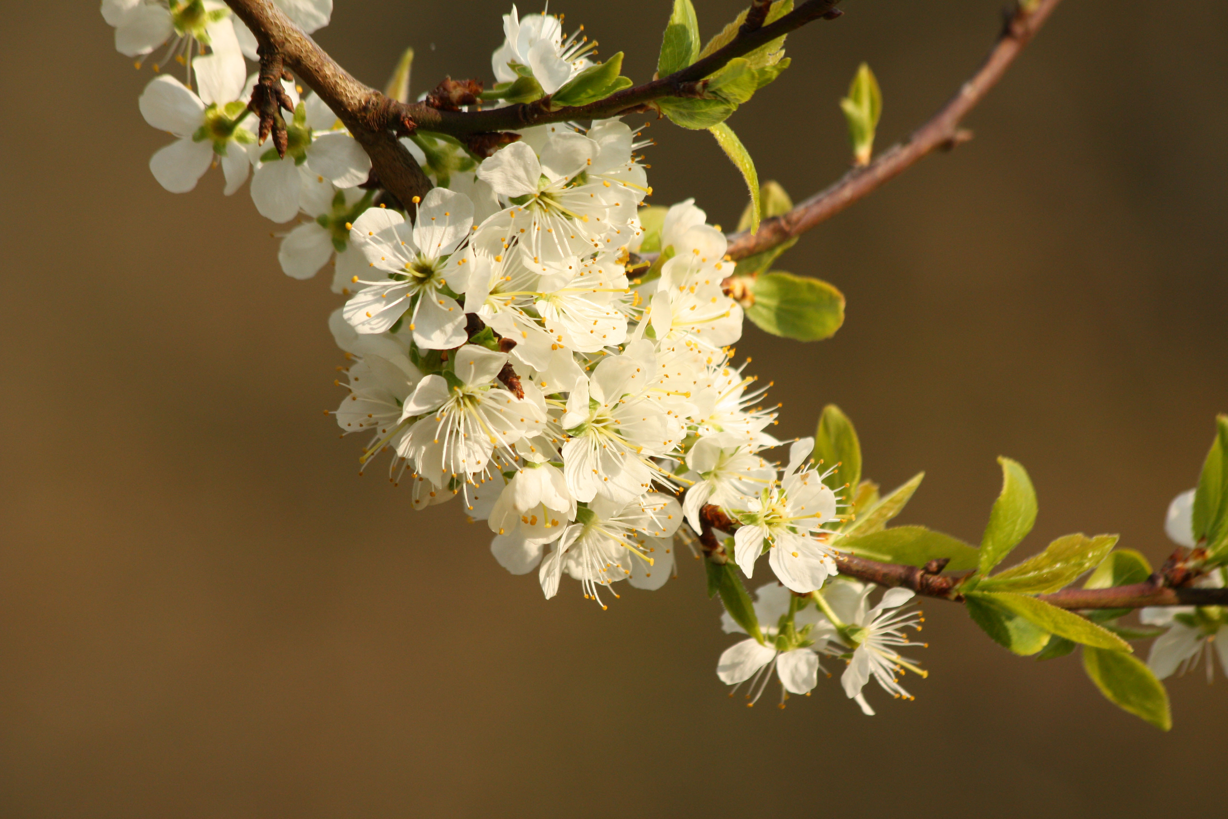 Wallpapers Nature Flowers 