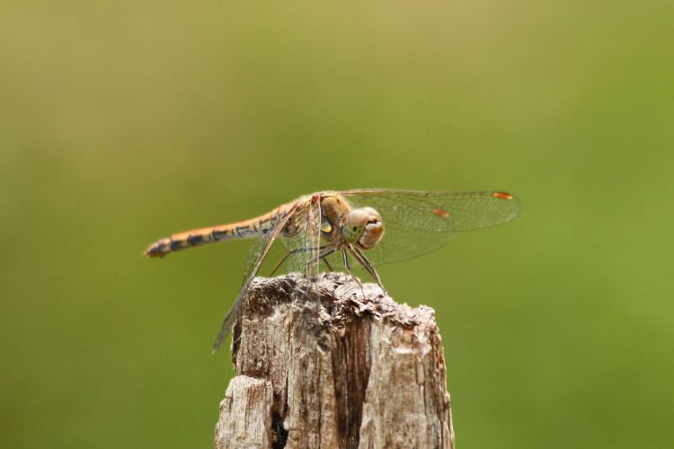 Wallpapers Animals Insects - Dragonflies Wallpaper N351802