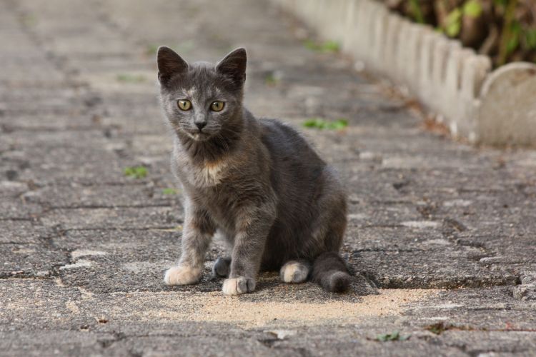 Fonds d'cran Animaux Chats - Chatons Wallpaper N351811