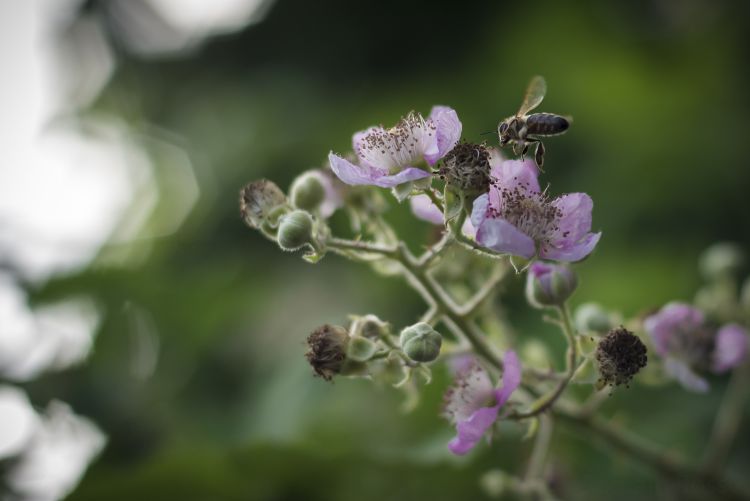 Fonds d'cran Animaux Insectes - Abeilles Gupes ... Abeille