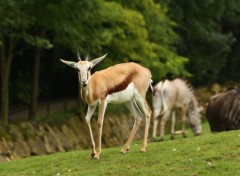  Animaux Image sans titre N351815