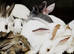  Animals Lapin's