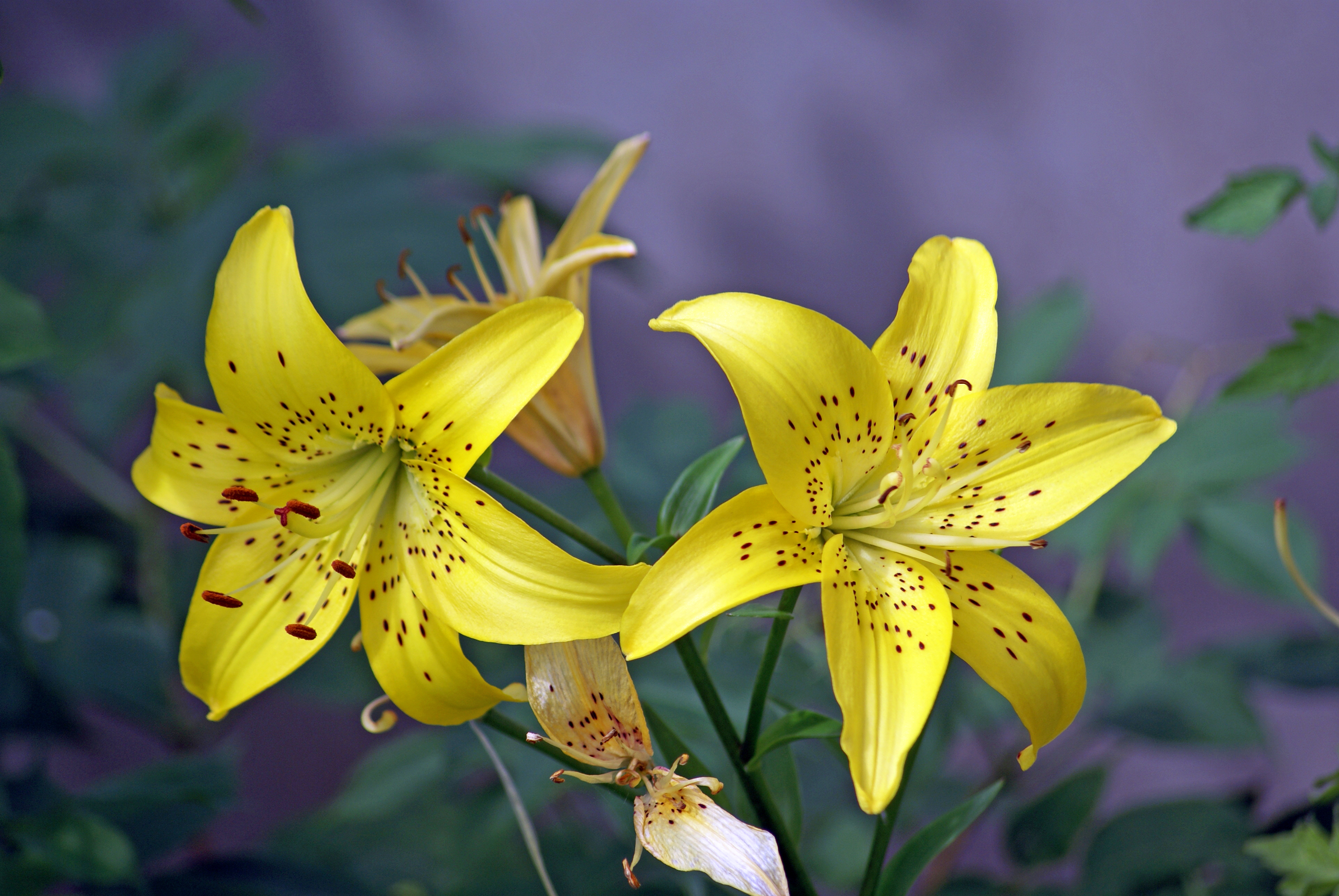 Fonds d'cran Nature Fleurs FLEURS