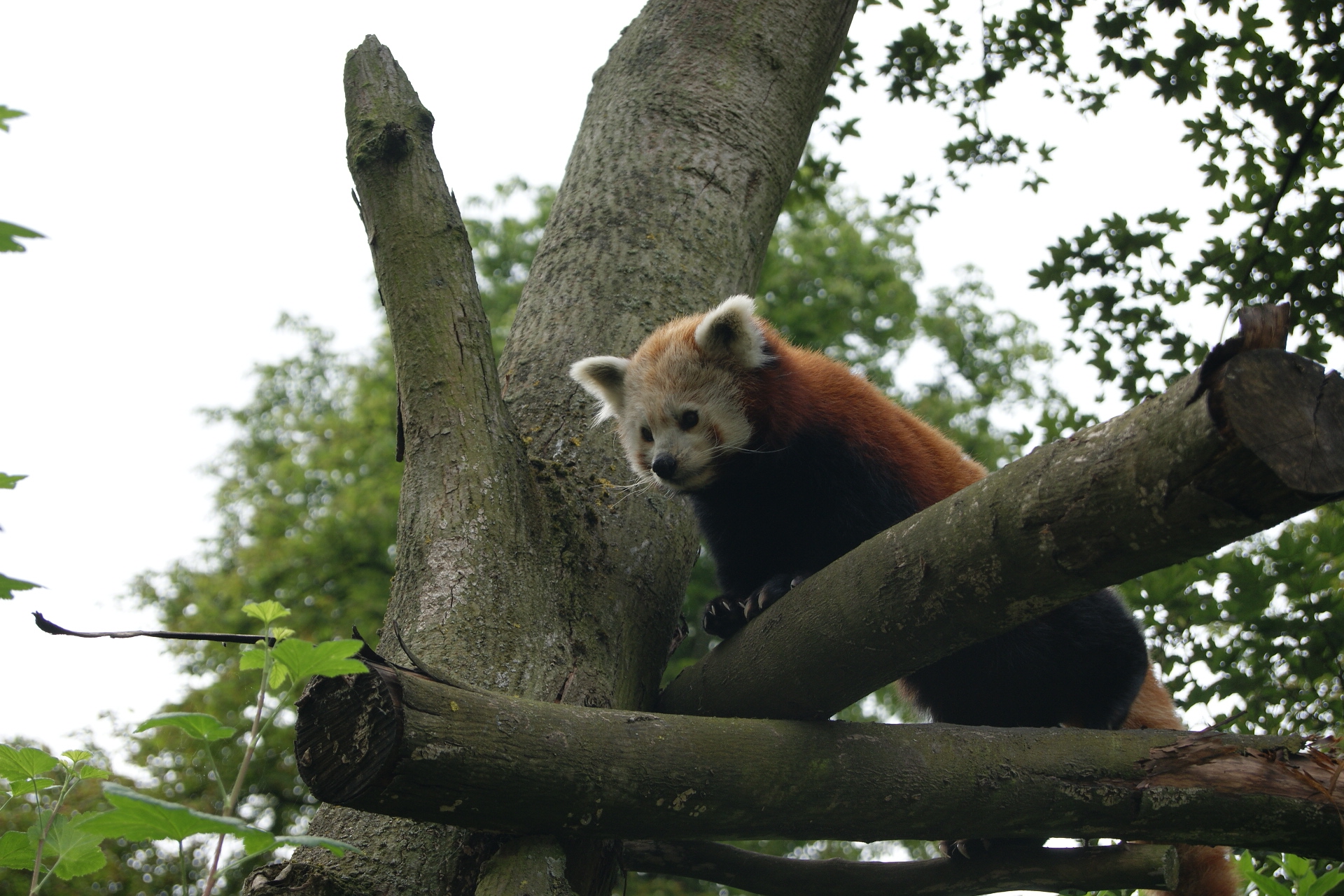 Fonds d'cran Animaux Pandas roux 