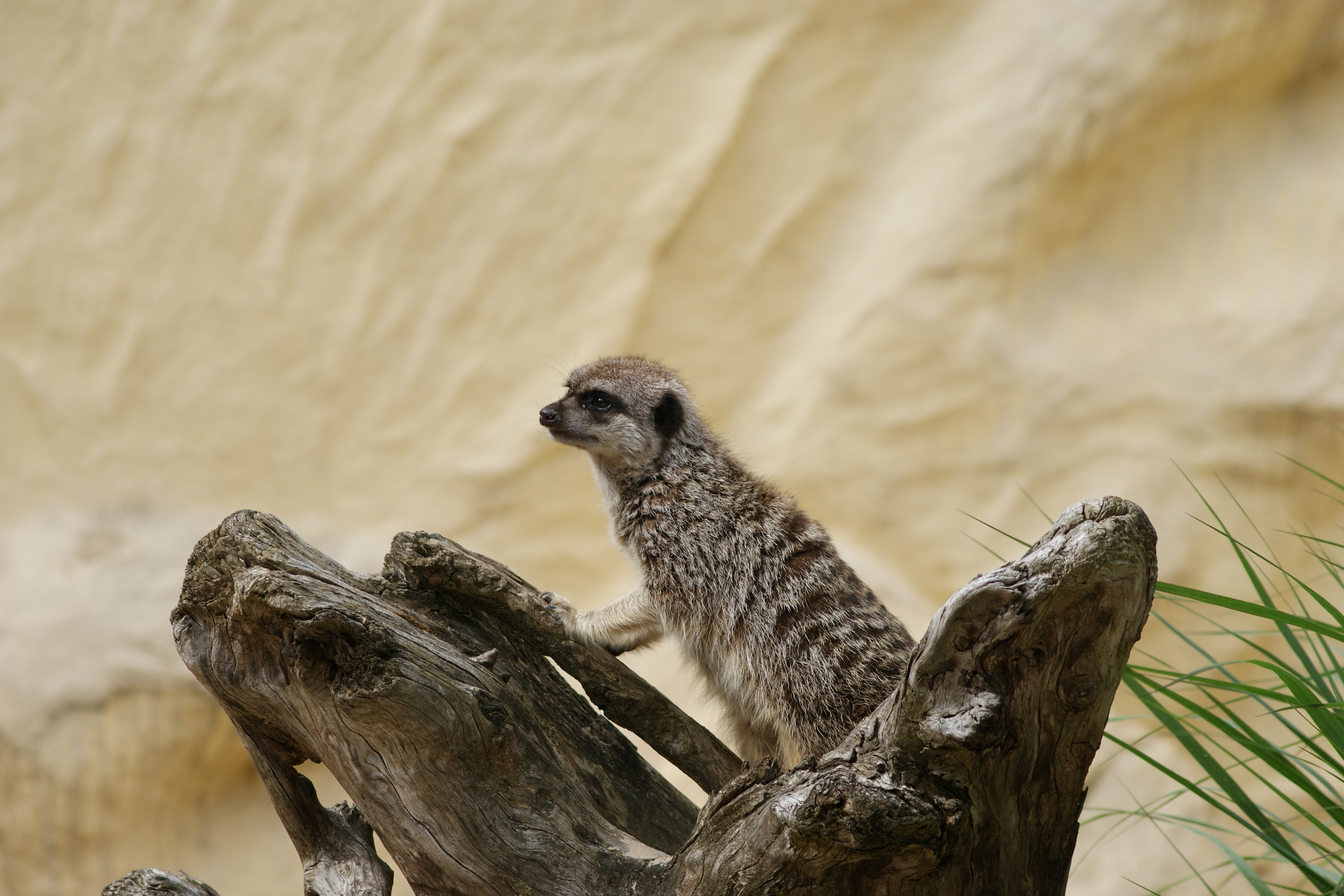 Fonds d'cran Animaux Suricates 