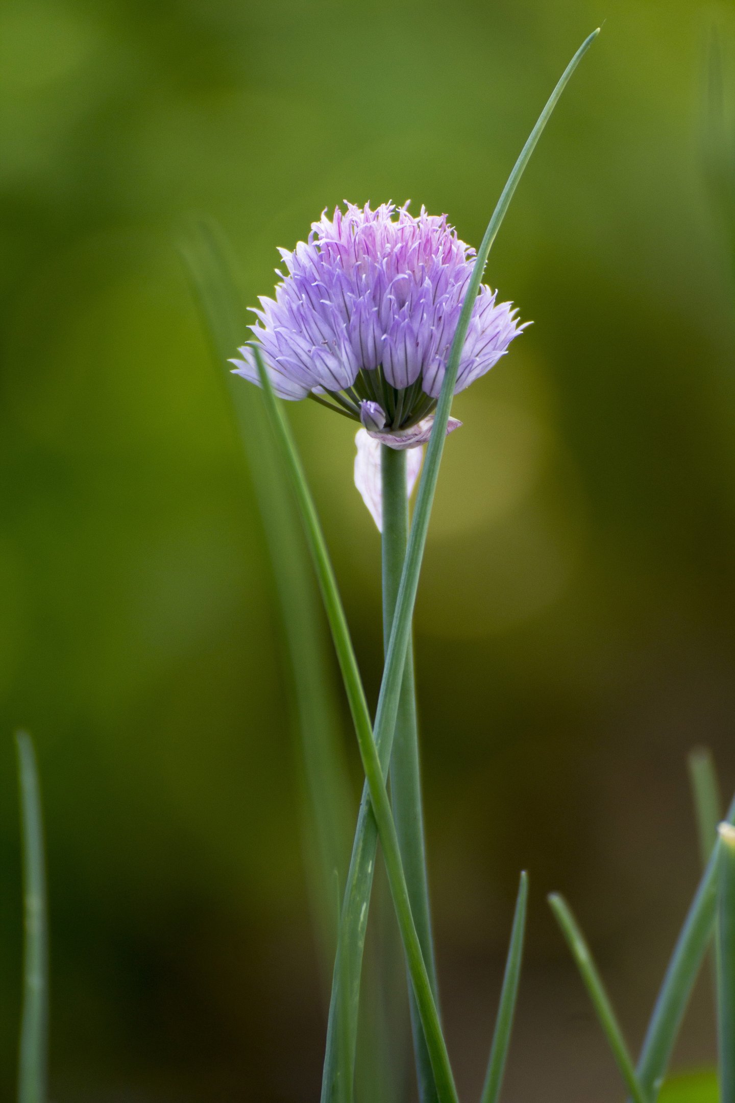 Wallpapers Nature Flowers Ciboulette