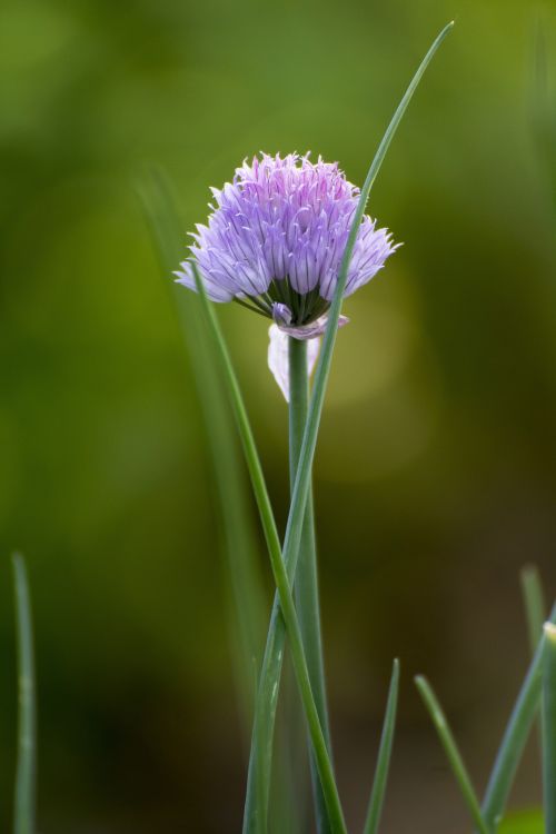 Fonds d'cran Nature Fleurs Ciboulette