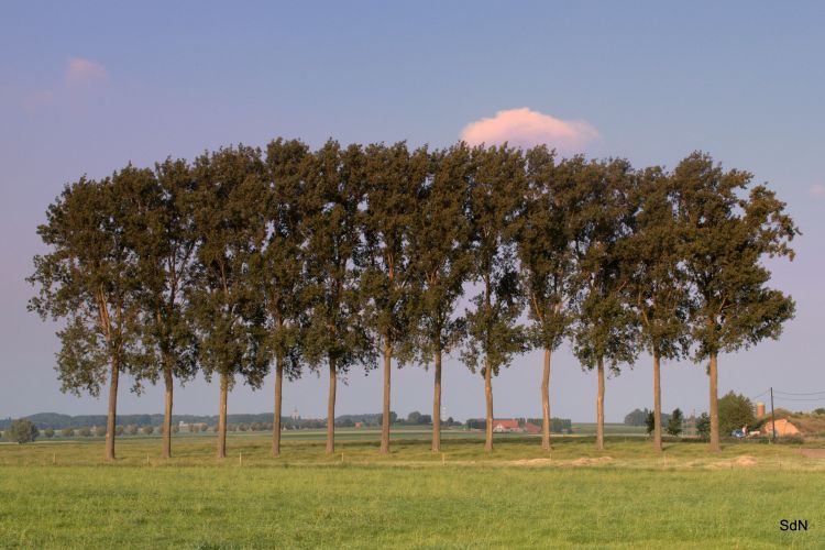 Fonds d'cran Nature Arbres - Forts MONT CASSEL-MONT KEMMEL