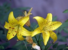  Nature FLEURS