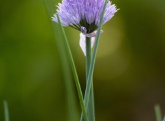  Nature Ciboulette