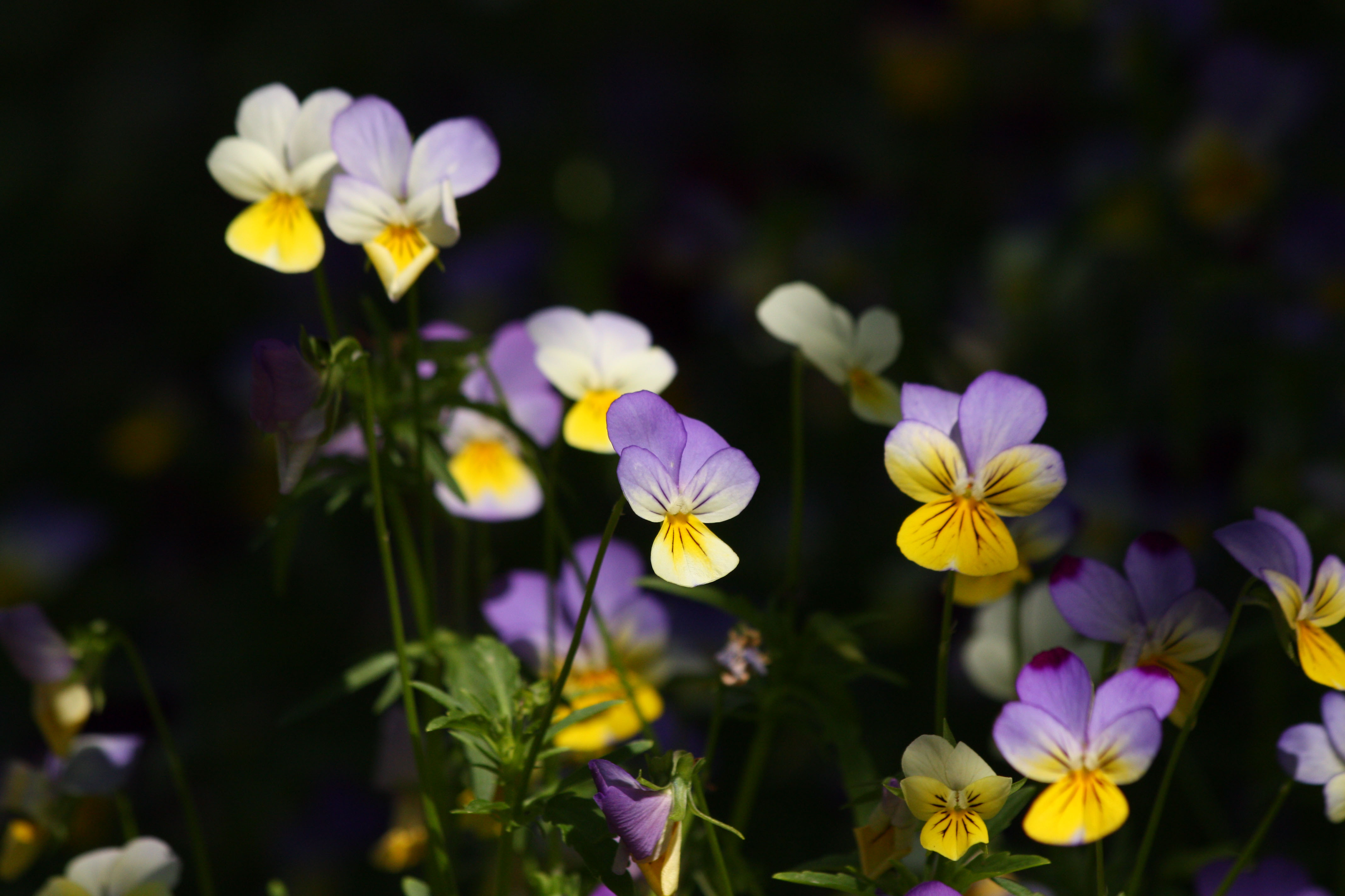 Wallpapers Nature Flowers 