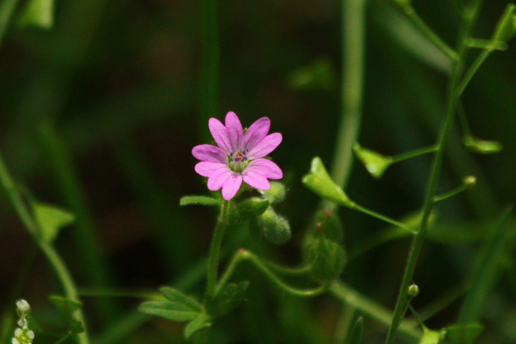 Wallpapers Nature Flowers 