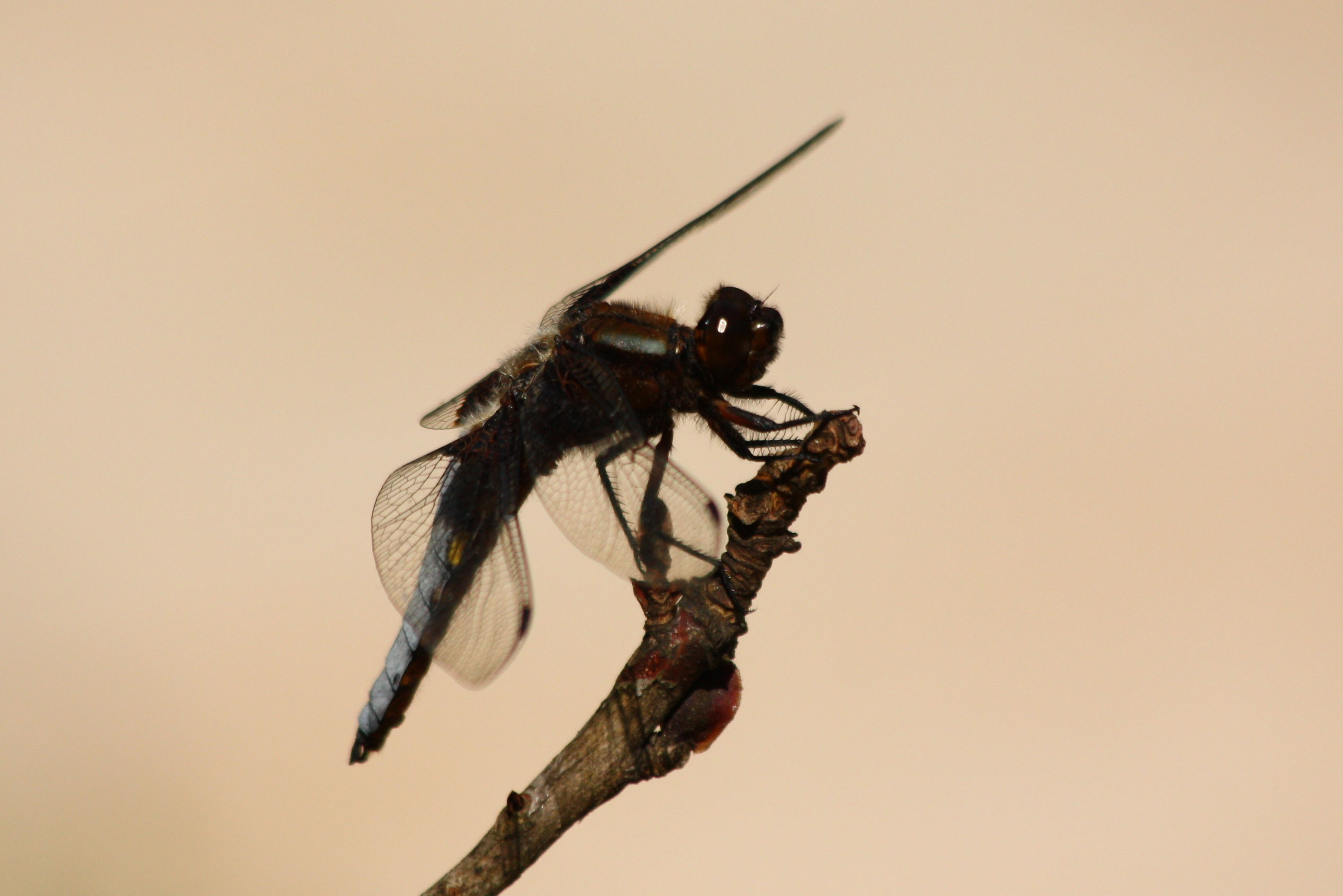 Fonds d'cran Animaux Insectes - Libellules 