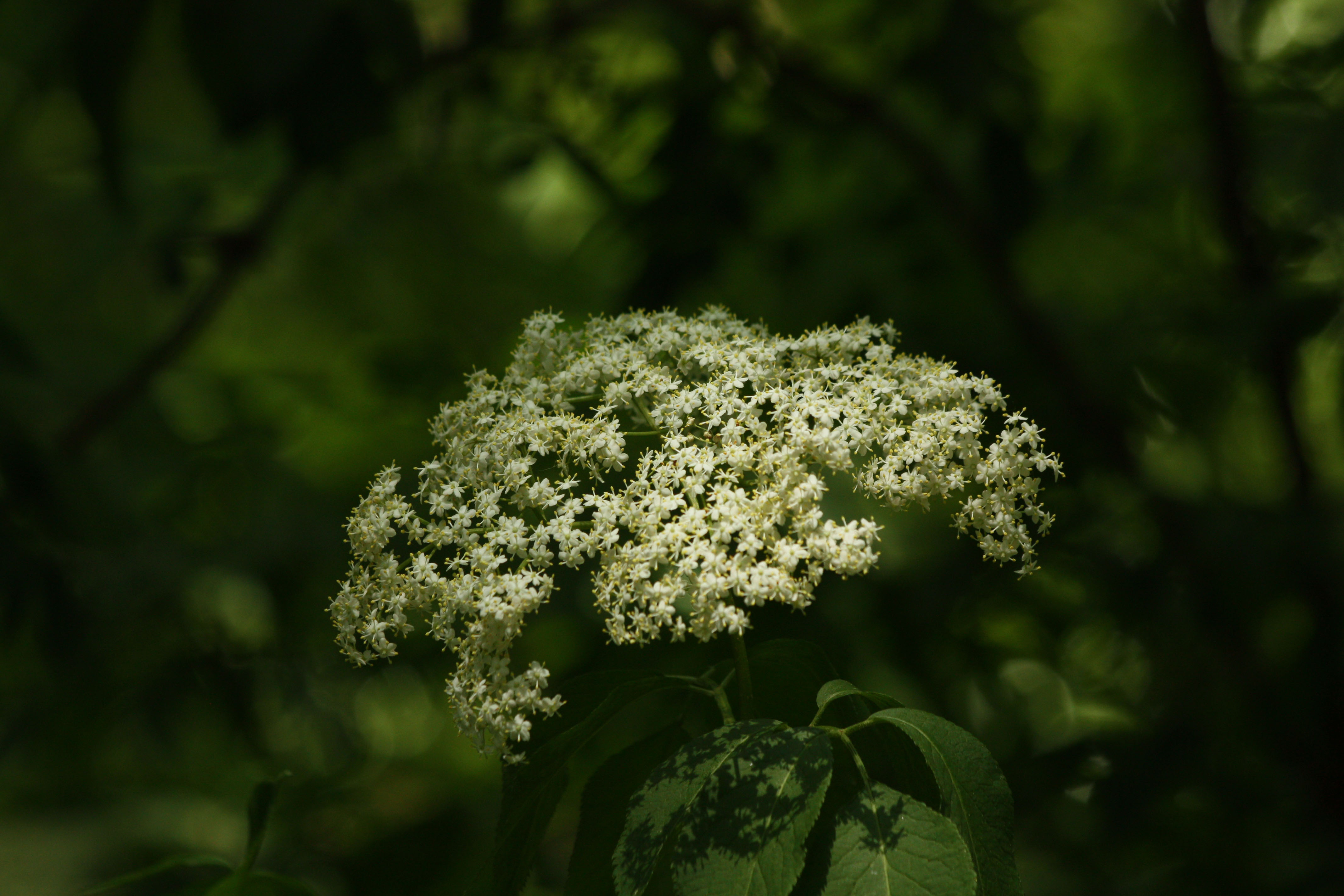 Fonds d'cran Nature Fleurs 