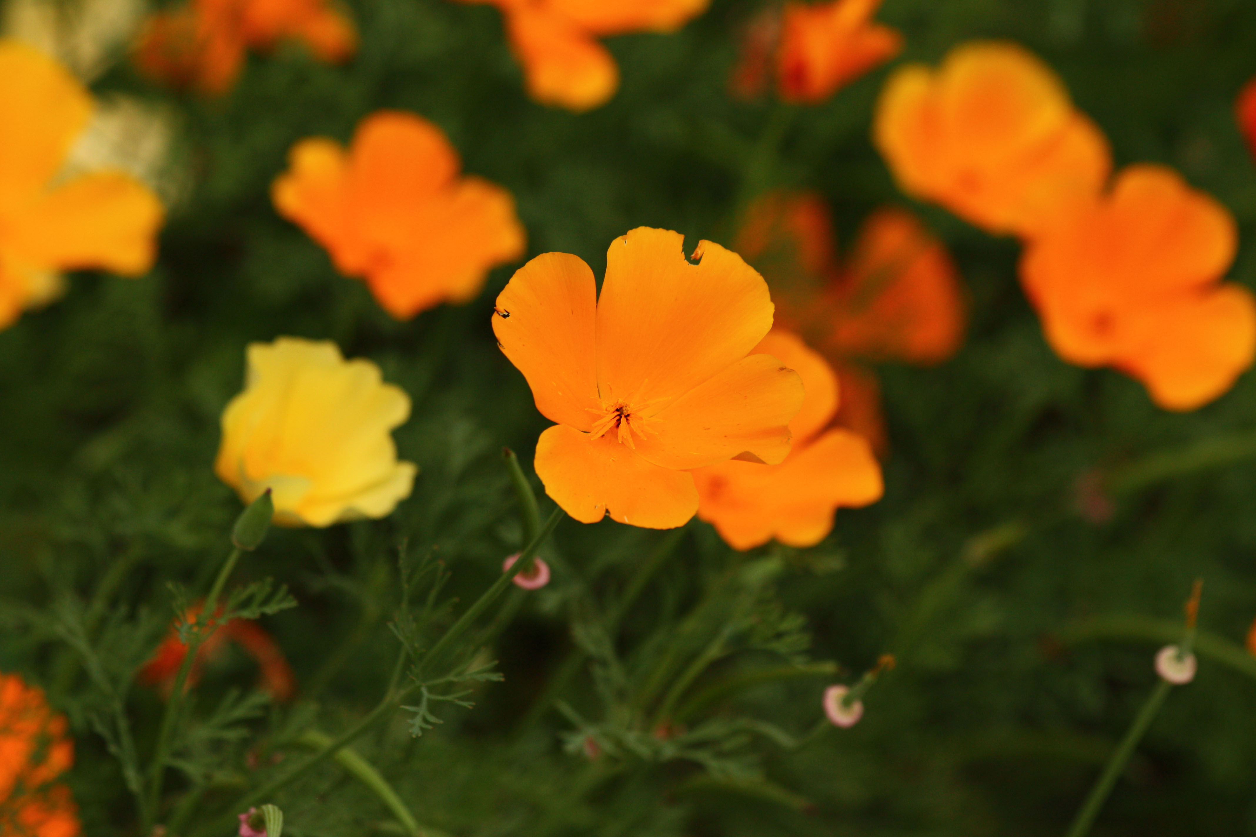 Fonds d'cran Nature Fleurs 