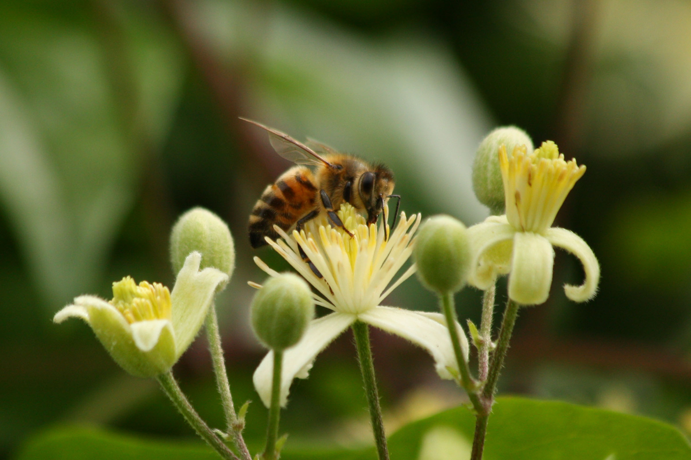 Fonds d'cran Animaux Insectes - Abeilles Gupes ... 