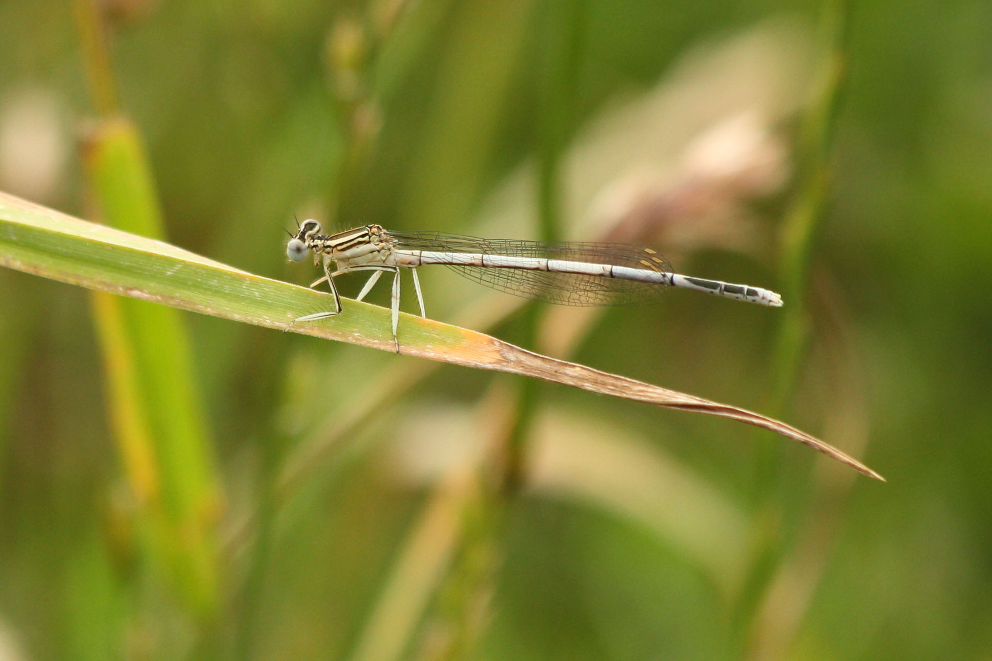 Wallpapers Animals Insects - Dragonflies 