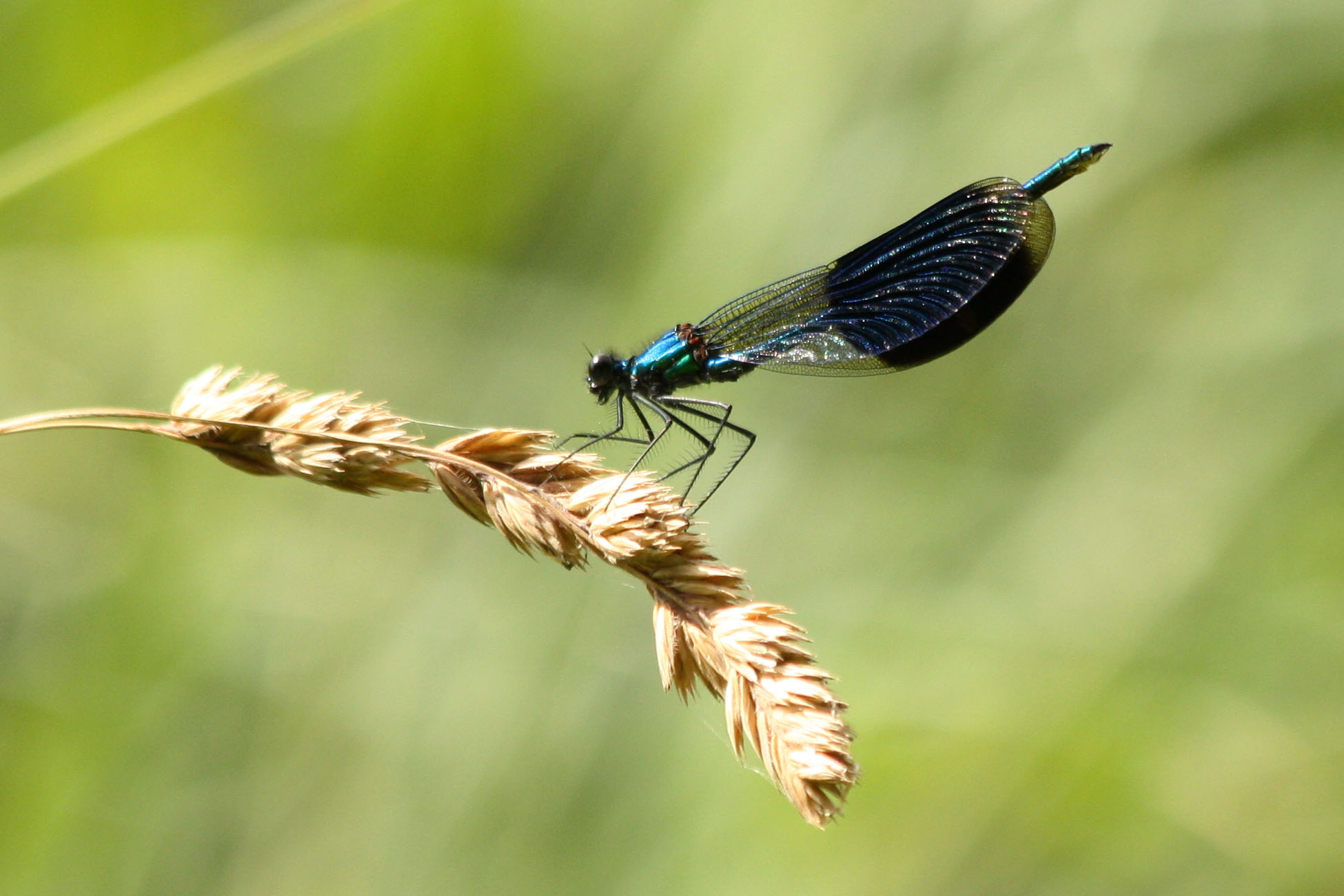 Wallpapers Animals Insects - Dragonflies 