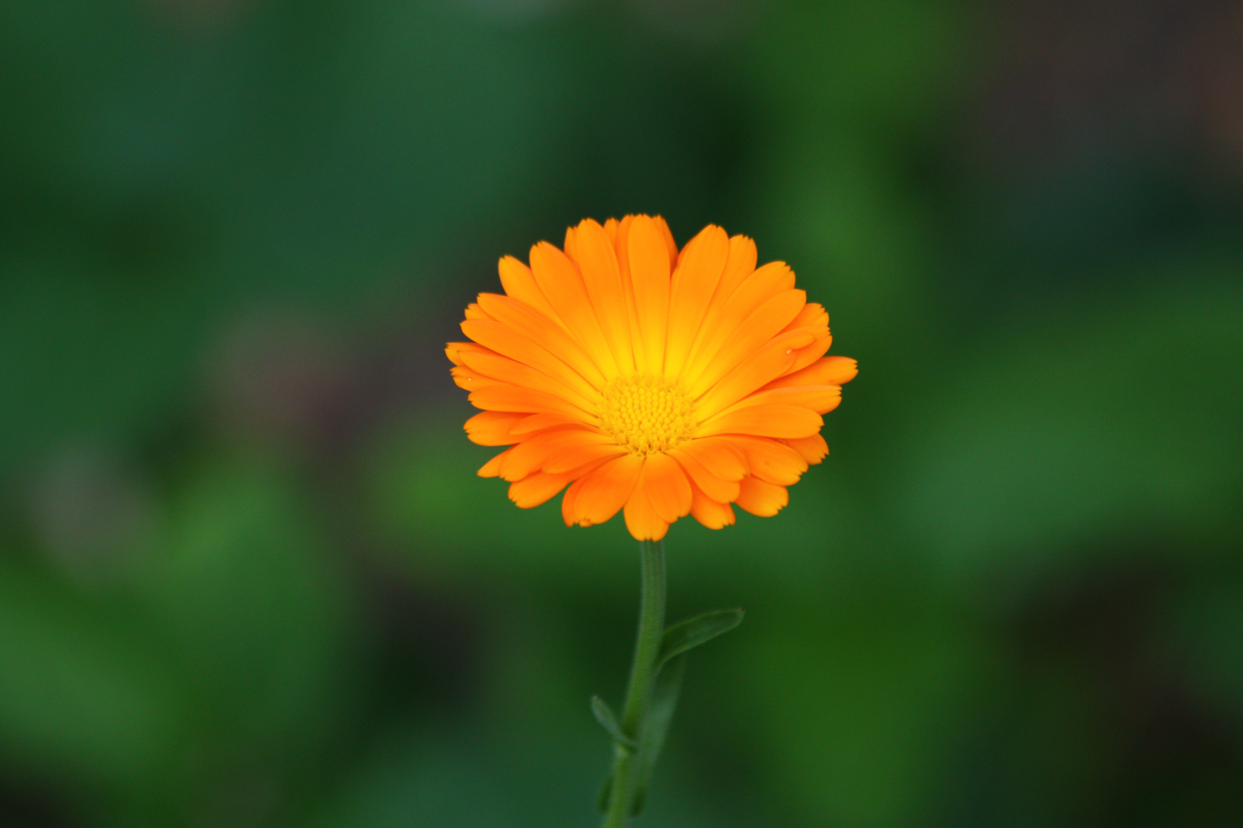 Fonds d'cran Nature Fleurs 