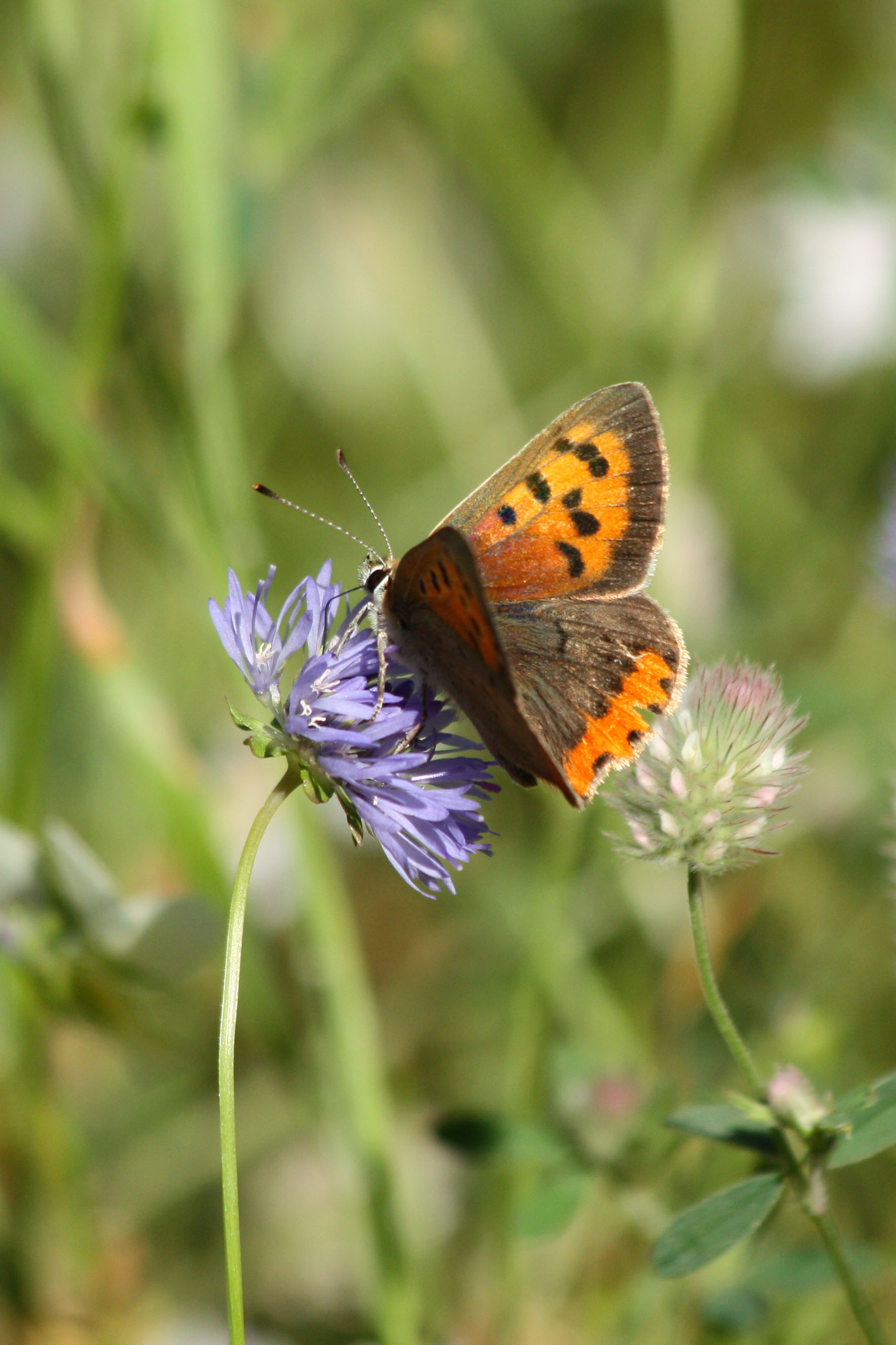 Wallpapers Animals Insects - Butterflies 