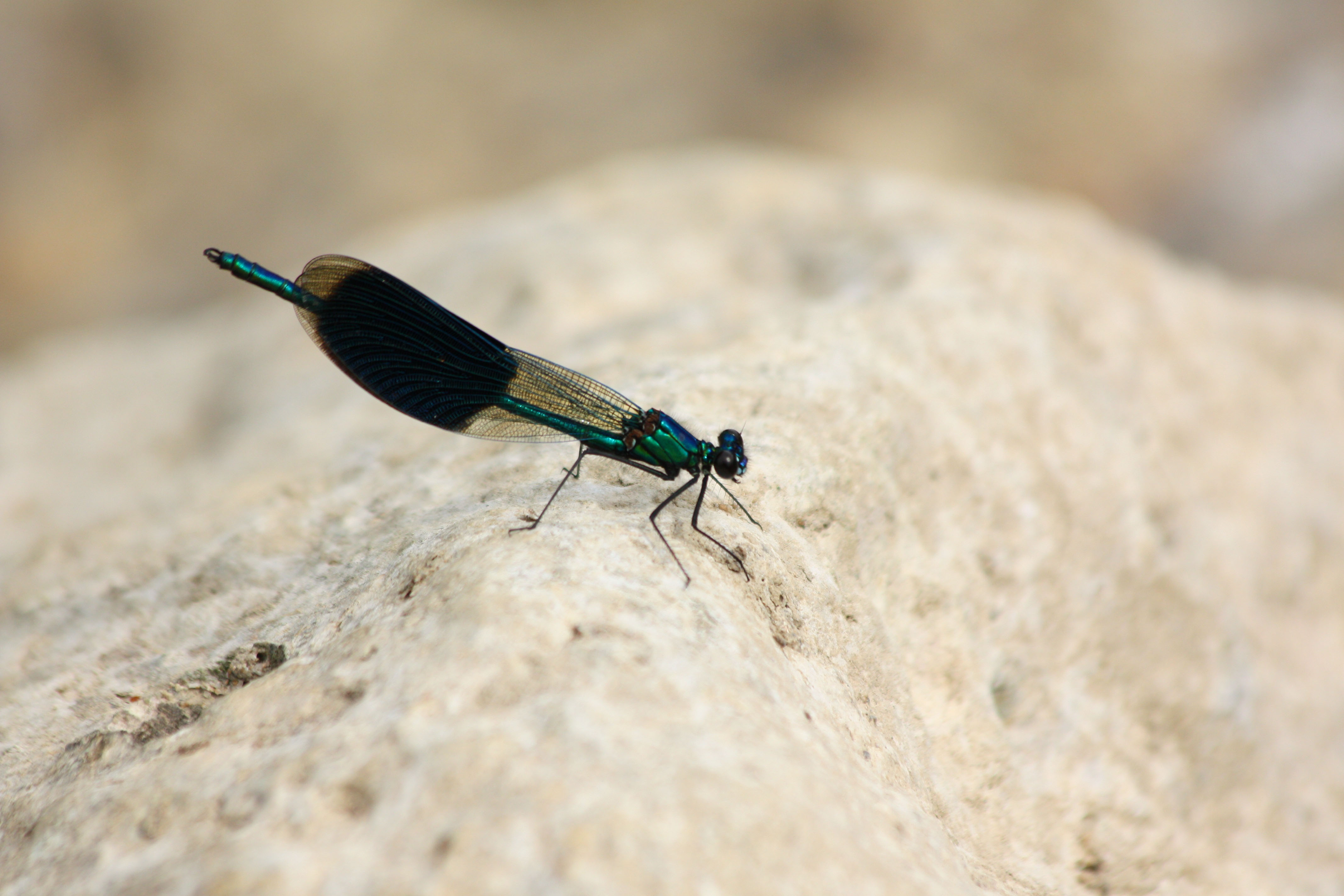 Fonds d'cran Animaux Insectes - Libellules 