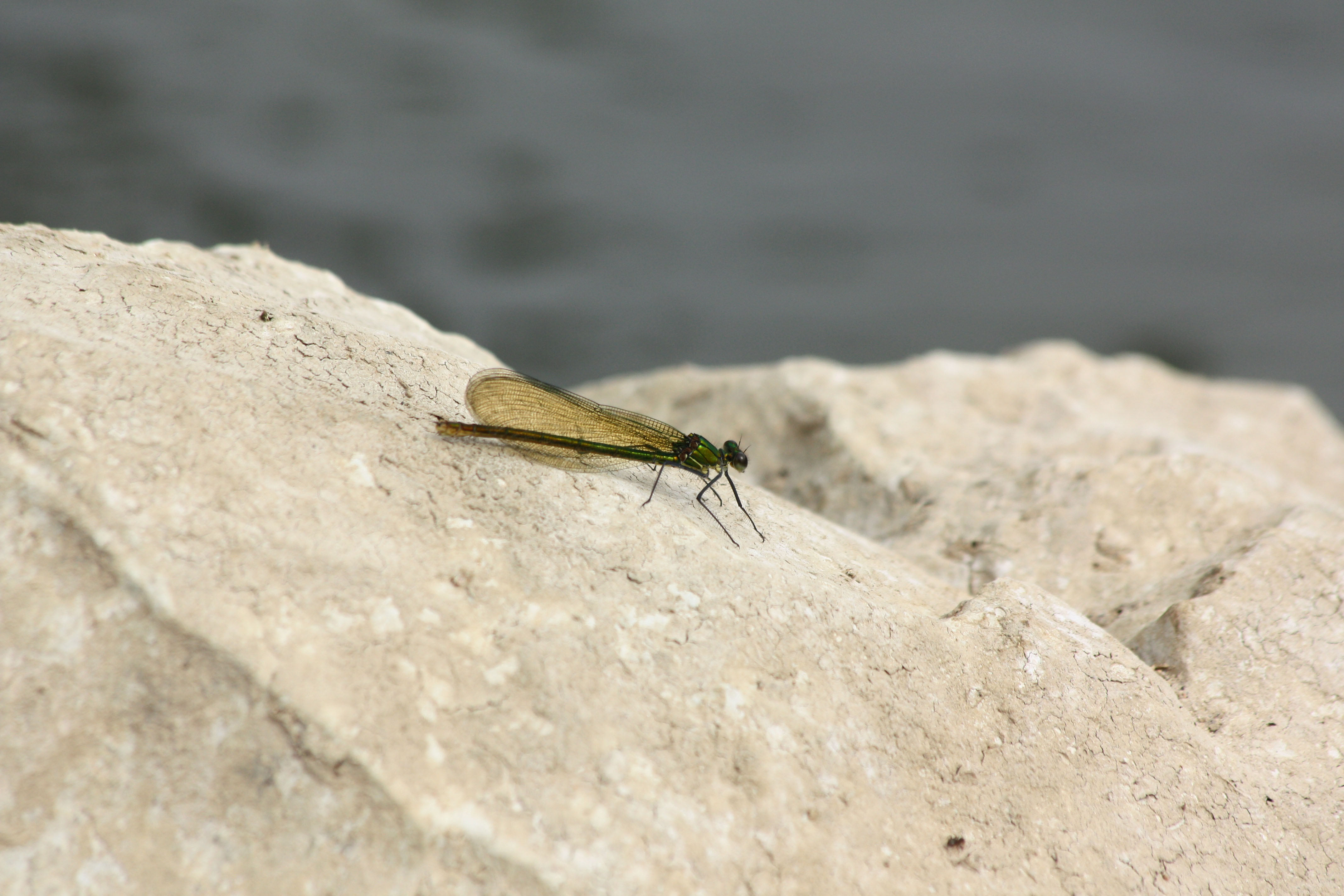 Wallpapers Animals Insects - Dragonflies 