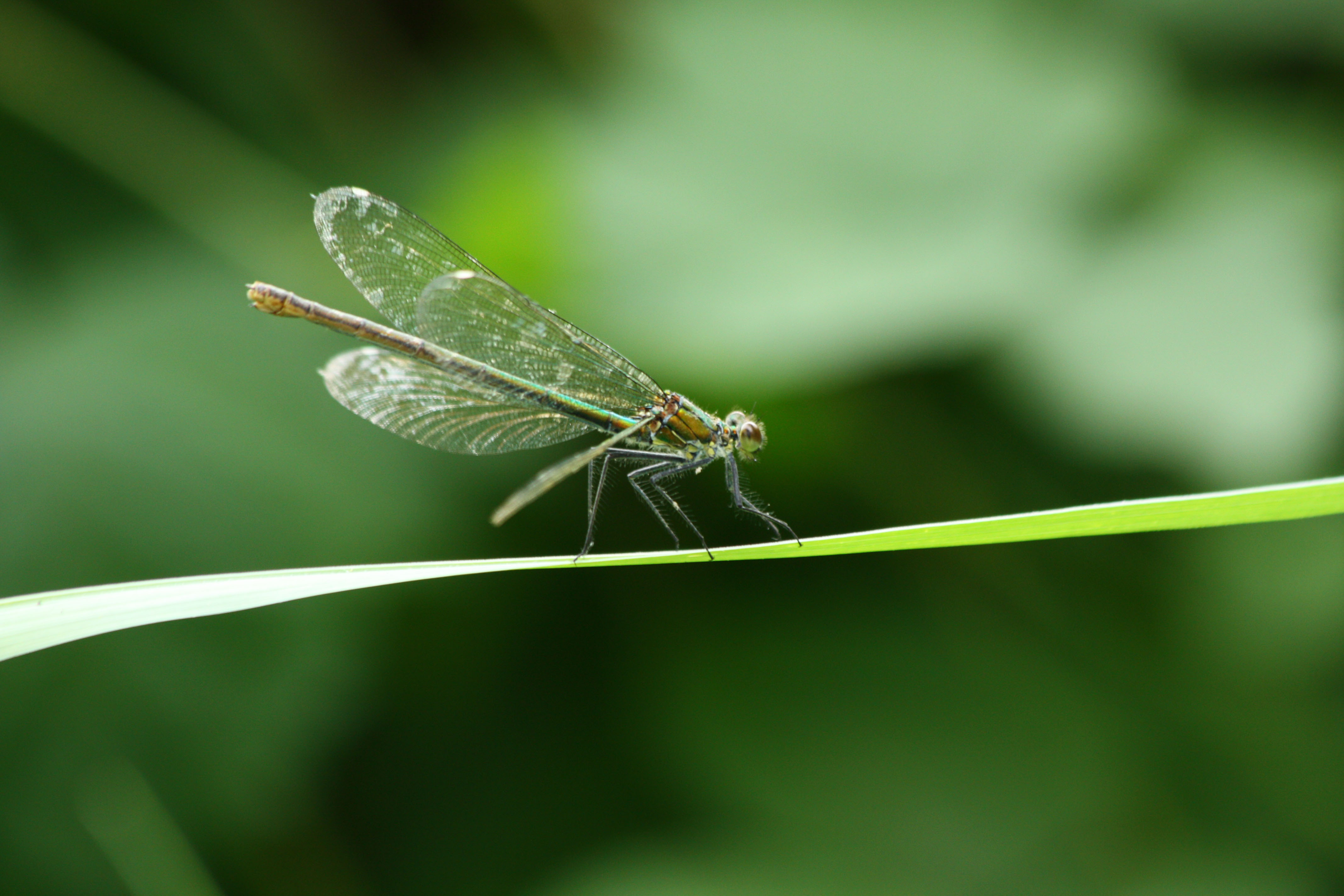 Wallpapers Animals Insects - Dragonflies 