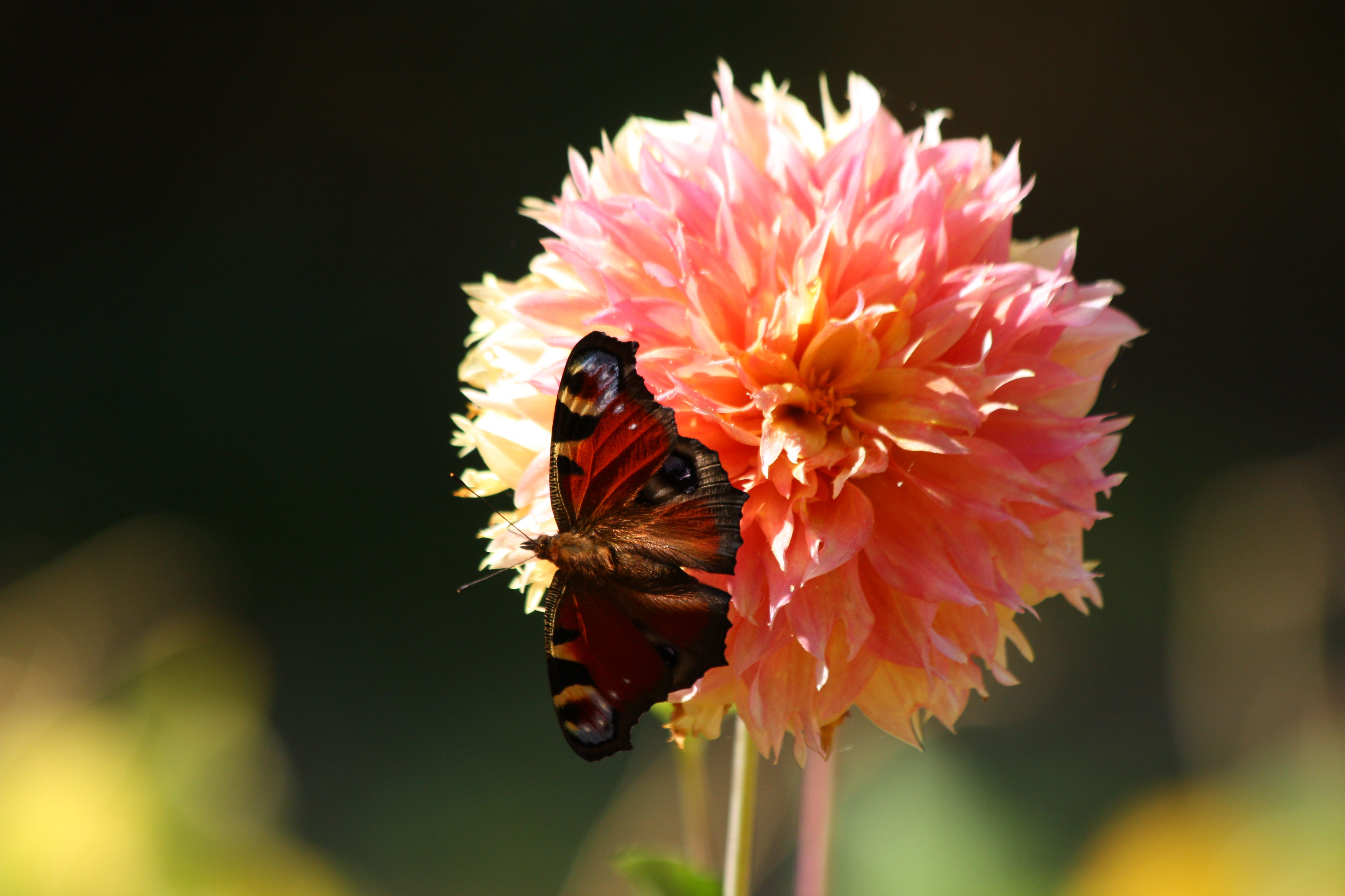 Wallpapers Animals Insects - Butterflies 