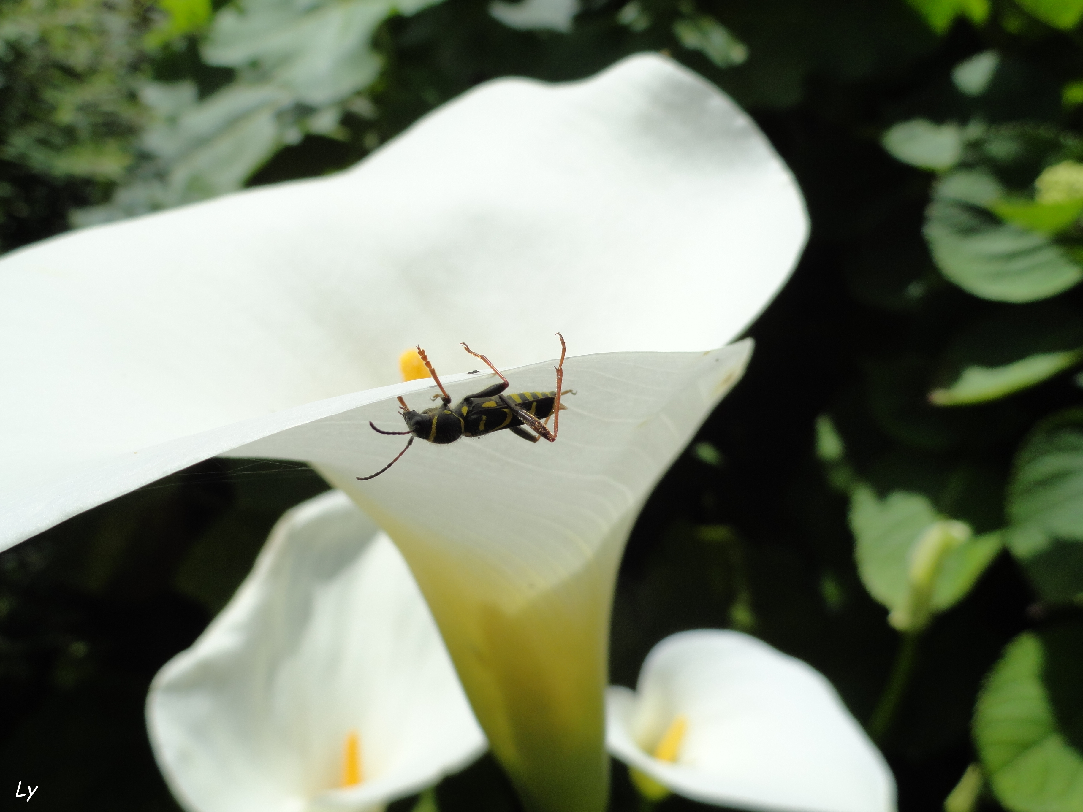 Fonds d'cran Nature Fleurs 