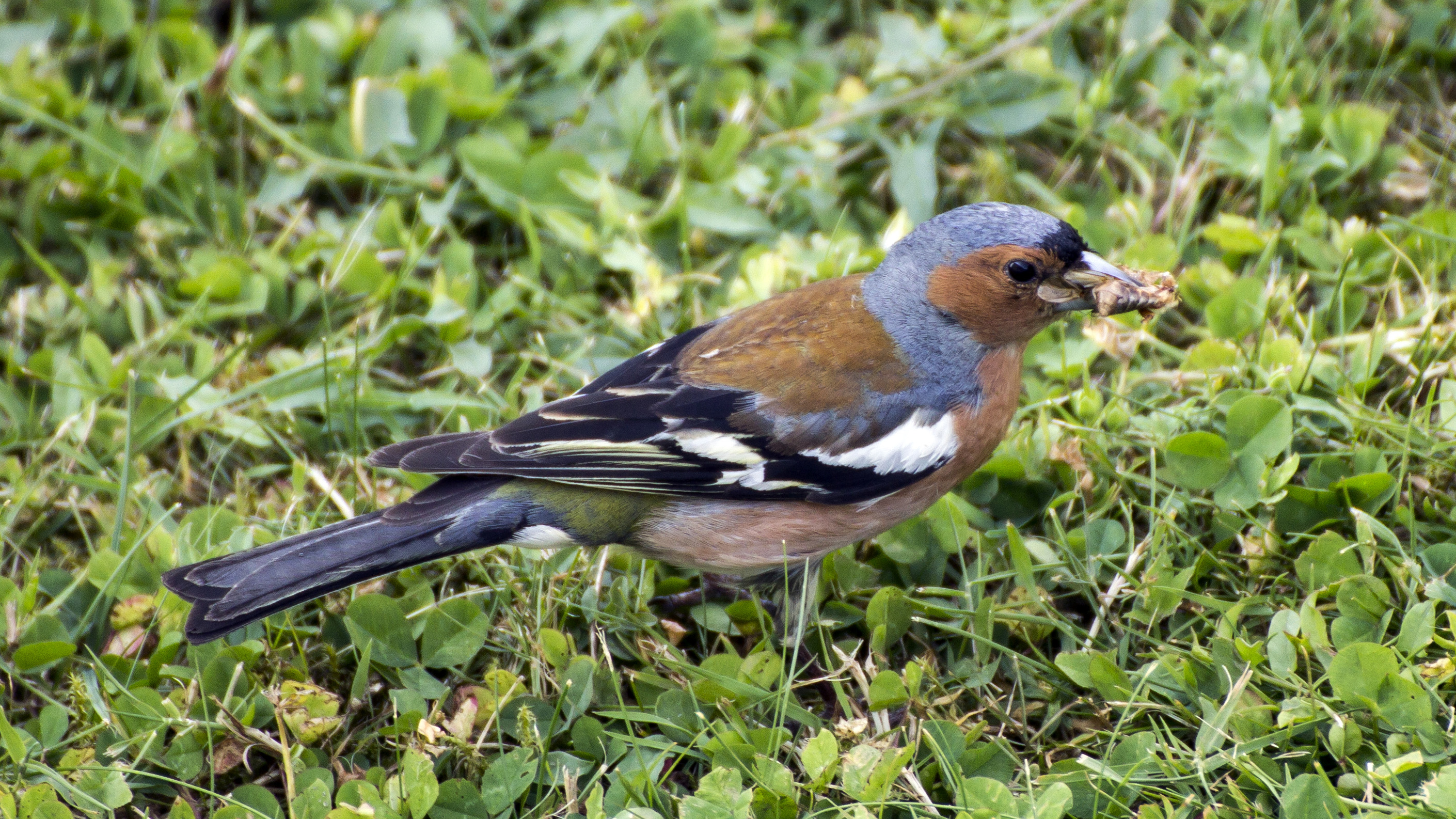 Wallpapers Animals Birds - Finches Pinson