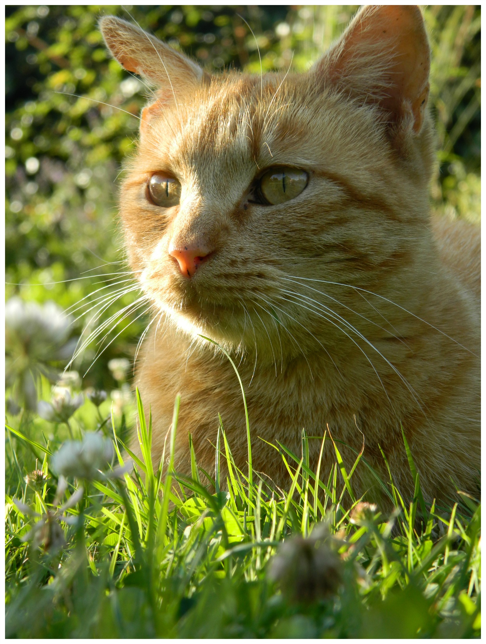 Fonds d'cran Animaux Chats - Chatons Portrait Toulouse