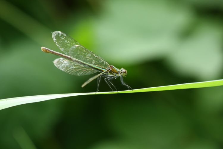 Fonds d'cran Animaux Insectes - Libellules Wallpaper N351976