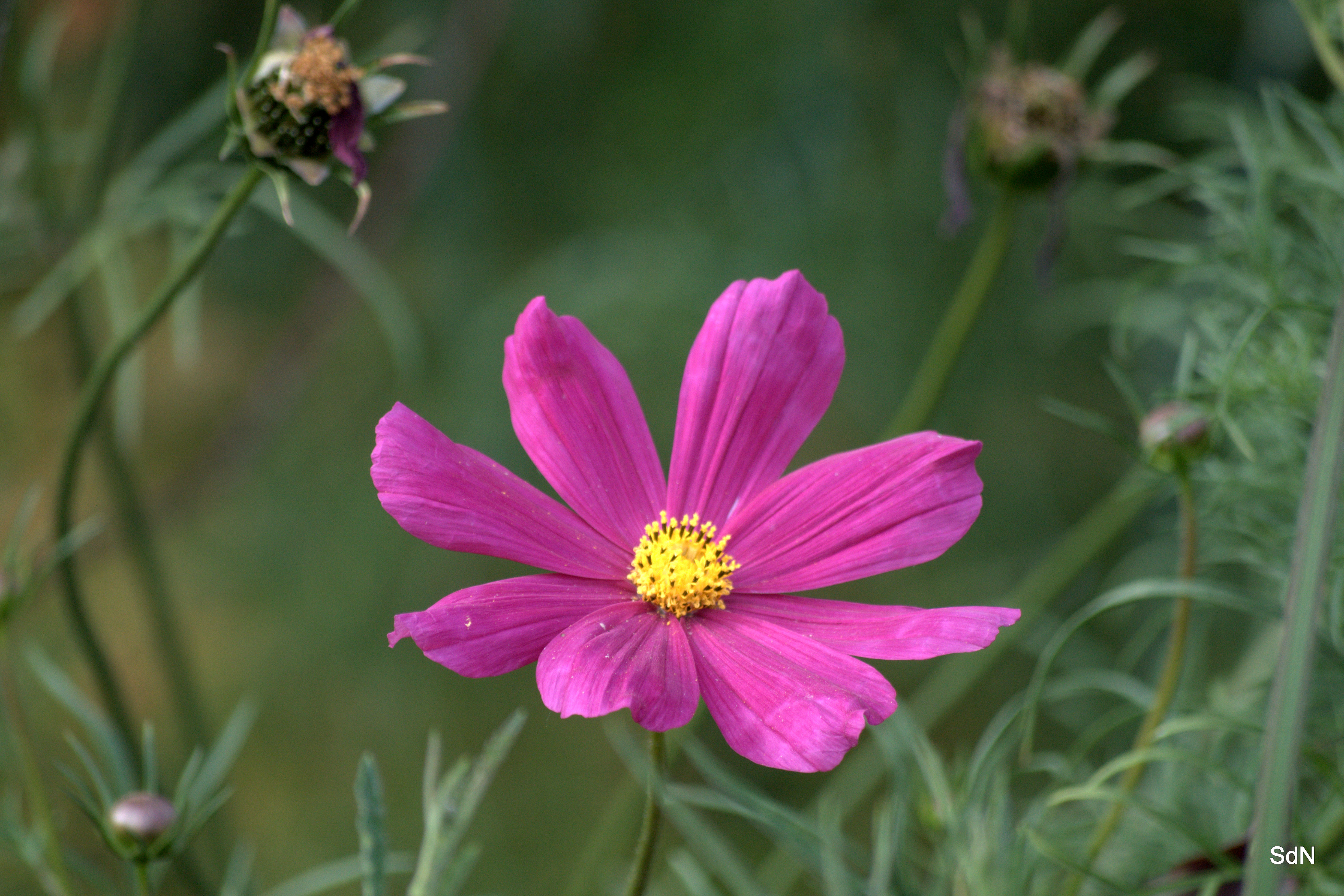 Fonds d'cran Nature Fleurs "LES FLEURS DES VILLES" -CASSEL