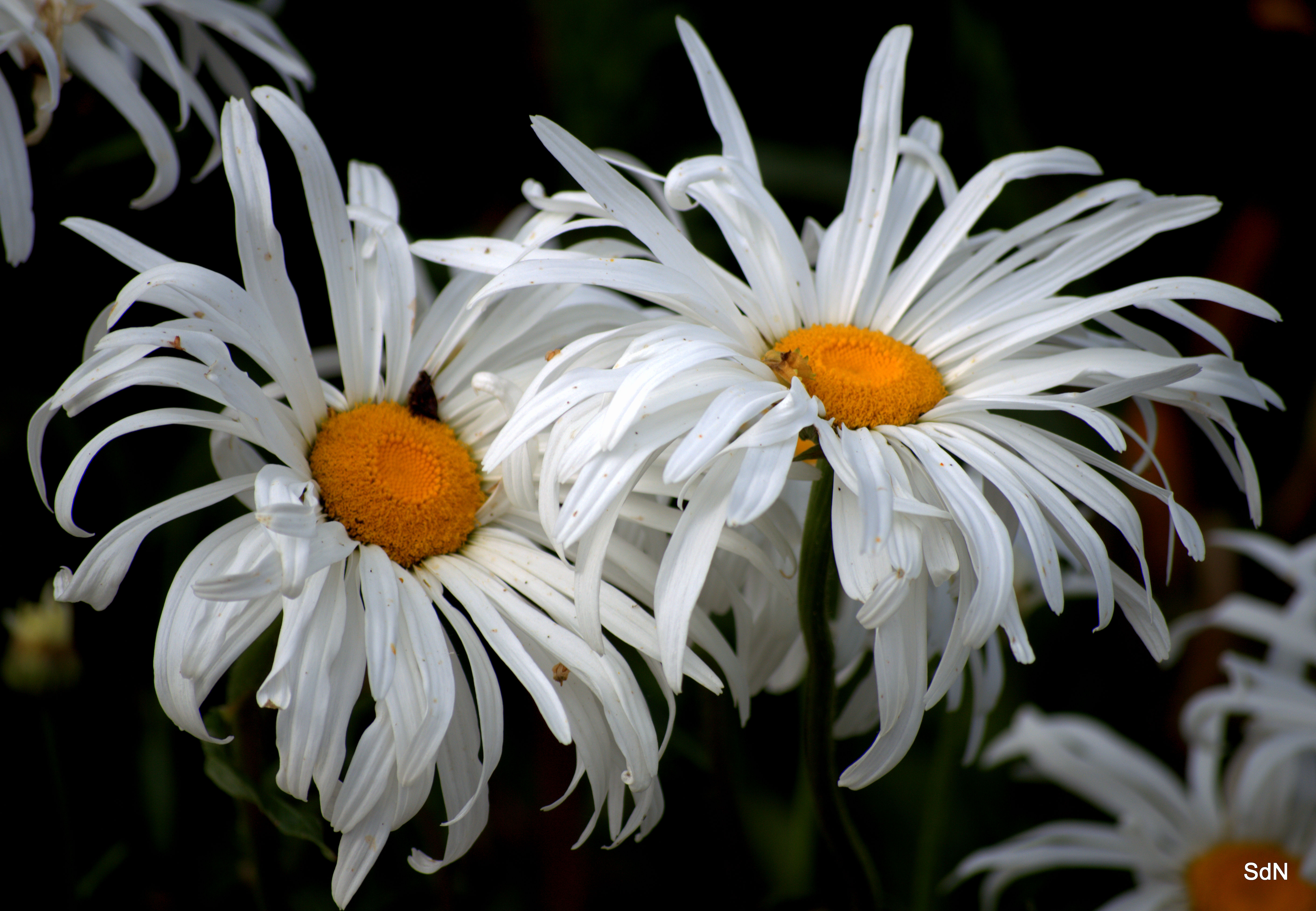 Wallpapers Nature Flowers "LES FLEURS DES VILLES" -CASSEL