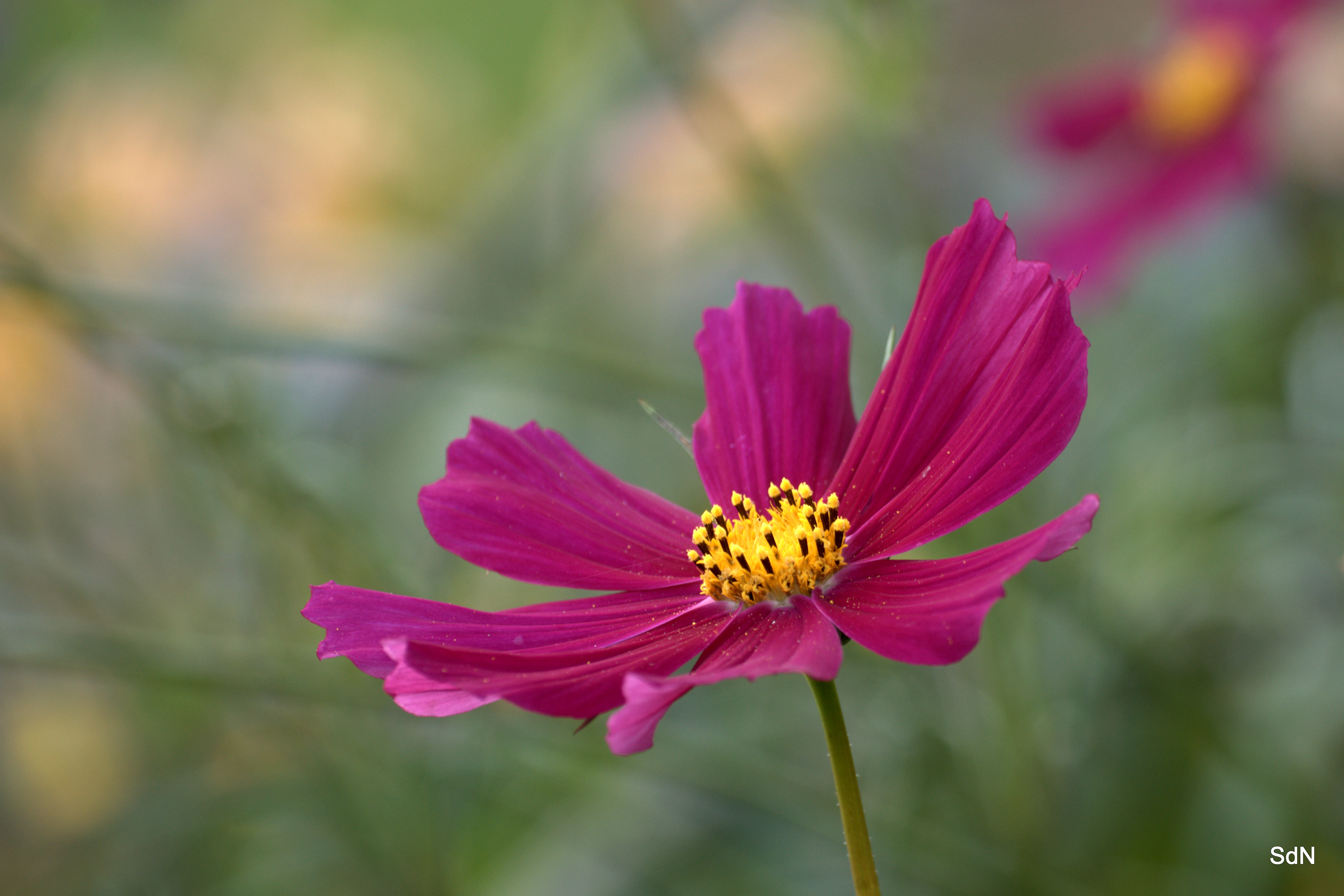 Fonds d'cran Nature Fleurs "LES FLEURS DES VILLES" -CASSEL