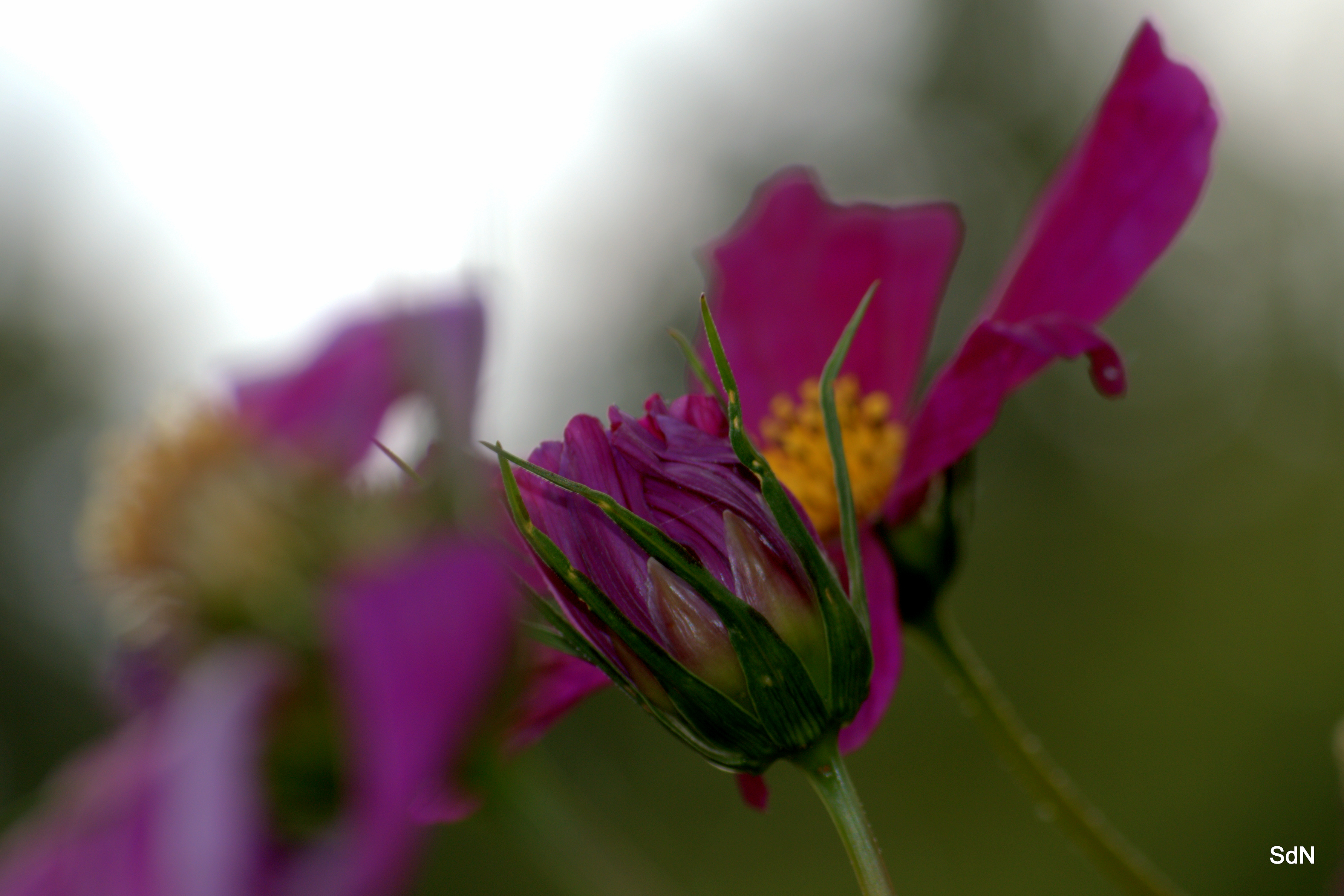 Fonds d'cran Nature Fleurs "LES FLEURS DES VILLES" -CASSEL