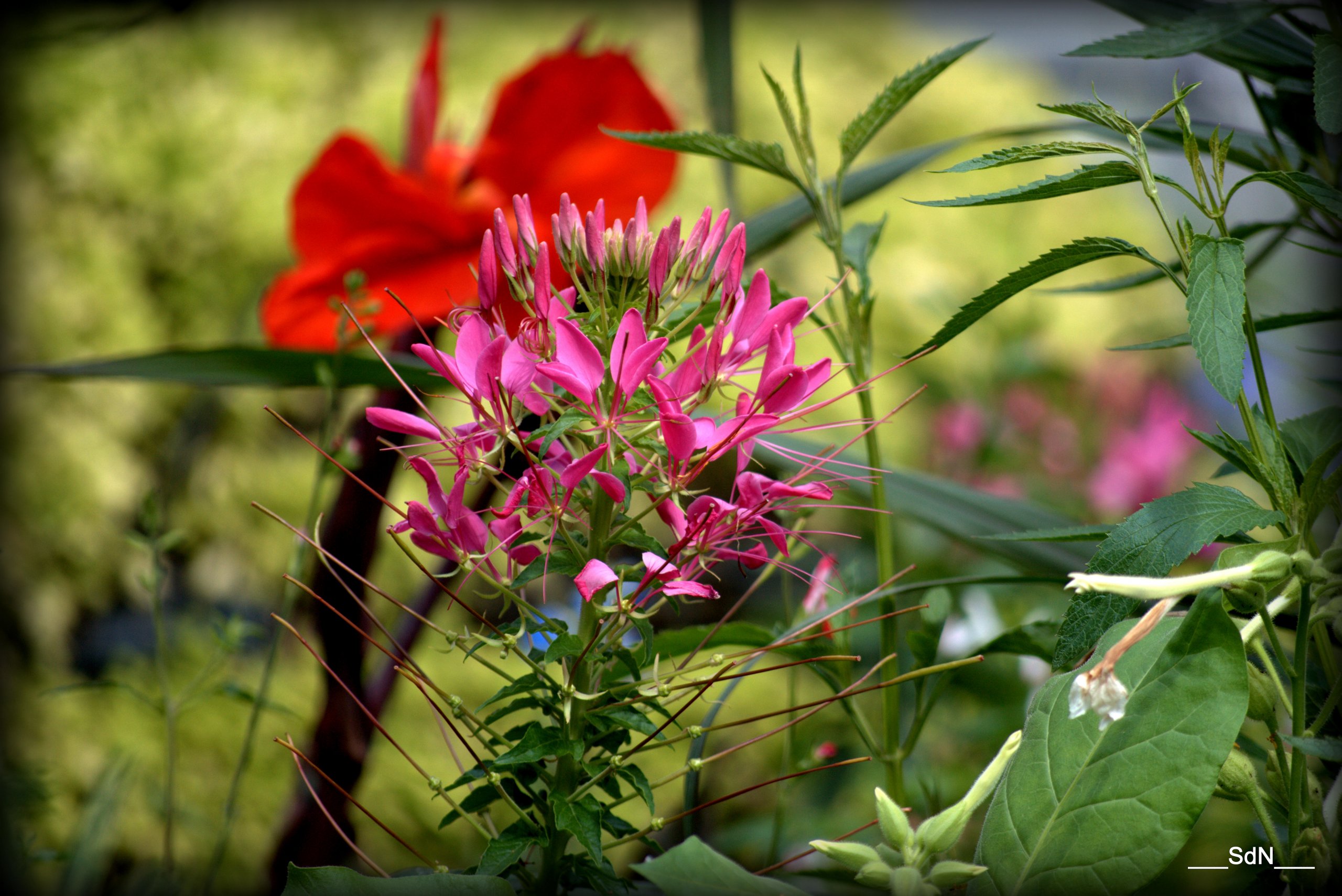 Fonds d'cran Nature Fleurs "LES FLEURS DES VILLES" -CROIX